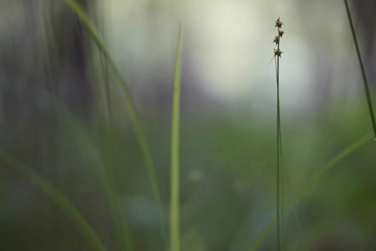 Appalachian Sedge (Carex Appalachica) — it‚Äôs ideal for woodland gardens