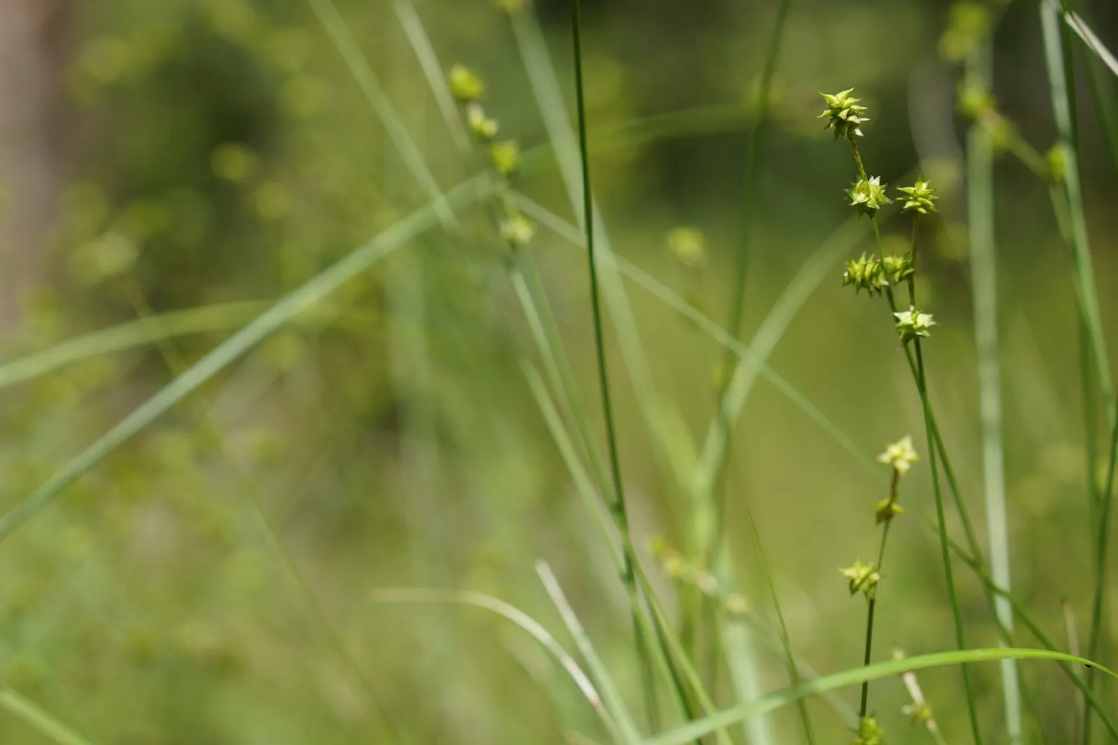 Appalachian Sedge (Carex Appalachica) — Its fine-textured, green foliage forms dense tufts, adding a wispy, flowing texture to shaded landscapes