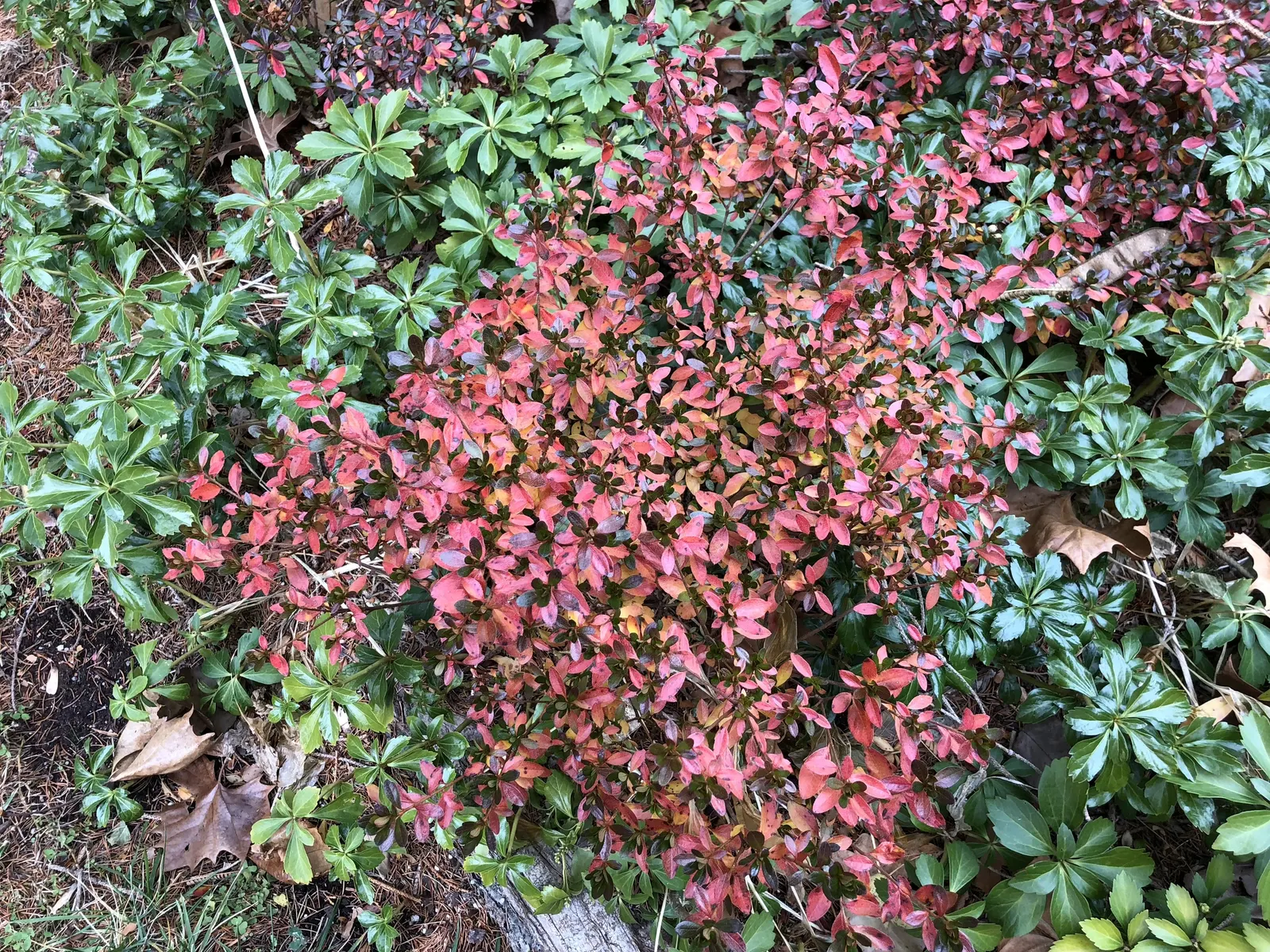 Red Lightning Alum Root (Heuchera 'Red Lightning') — topped with dainty bell-shaped white to pale pink flowers