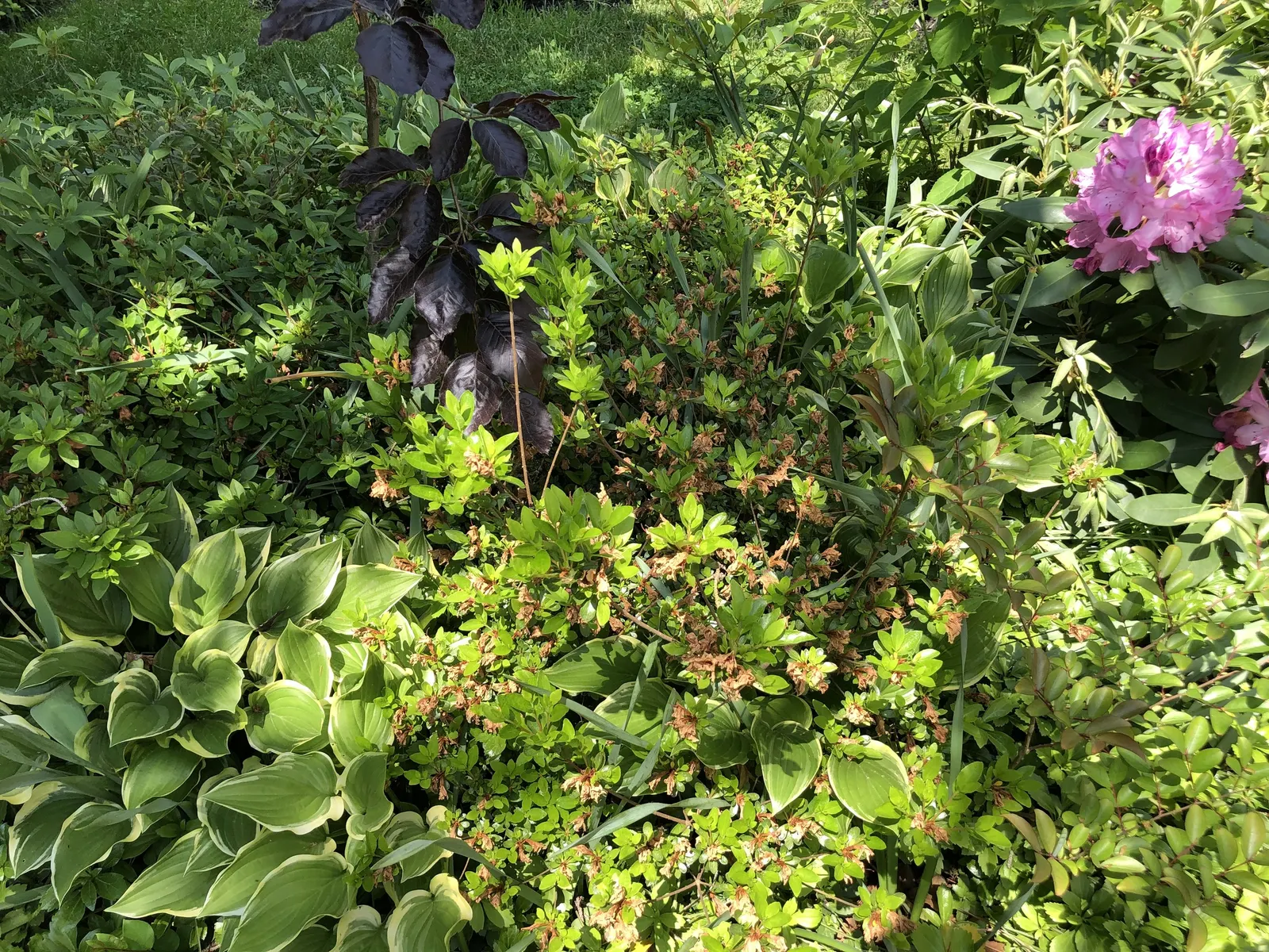 Red Lightning Alum Root (Heuchera 'Red Lightning') — with a spread of approximately 16 to 18 inches; ensuring those captivating leaves remain the highlight of