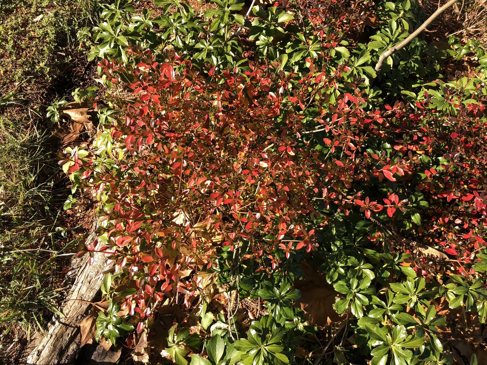 Red Lightning Alum Root (Heuchera 'Red Lightning') — Red Lightning thrives in garden conditions offering part to full shade
