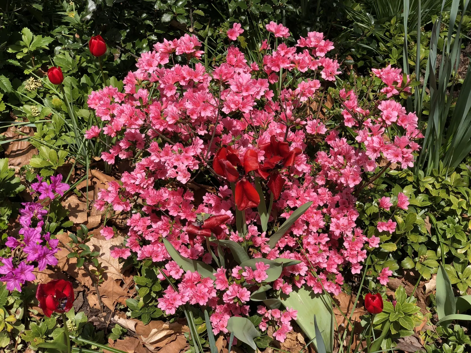 Red Lightning Alum Root (Heuchera 'Red Lightning') — or as underplanting for taller; typically growing to about 8 to 10 inches in height