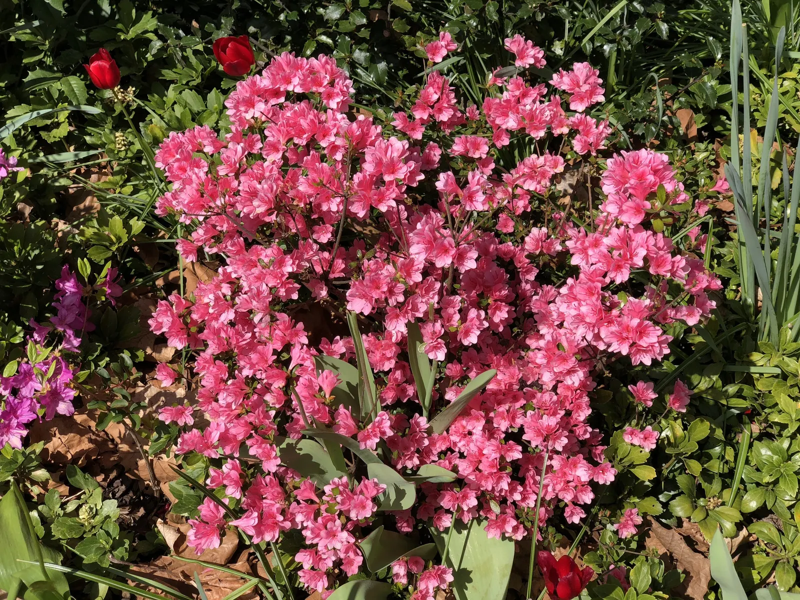 Red Lightning Alum Root (Heuchera 'Red Lightning') — with a spread of approximately 16 to 18 inches