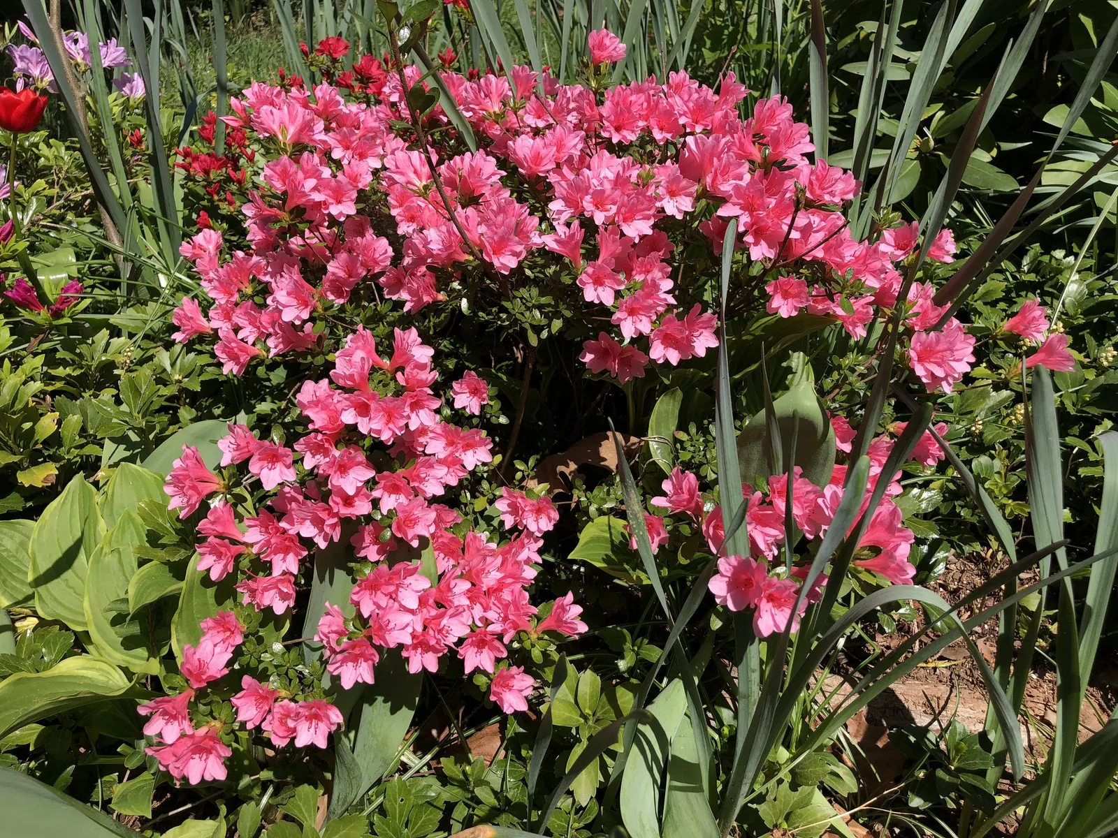 Red Lightning Alum Root (Heuchera 'Red Lightning') — typically growing to about 8 to 10 inches in height