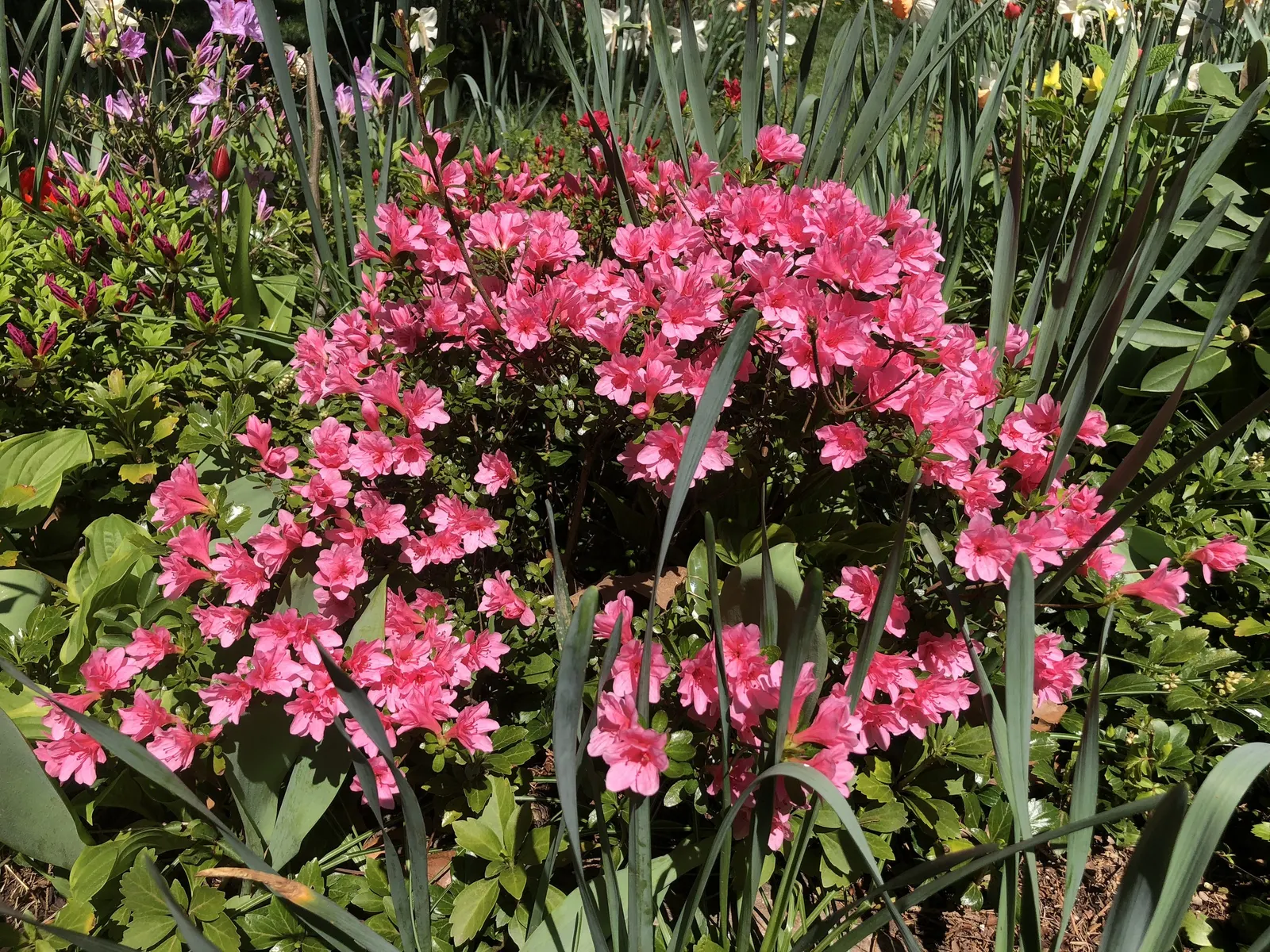 Red Lightning Alum Root (Heuchera 'Red Lightning') — Thriving in zones 4-9, it prefers part shade and well-drained soil