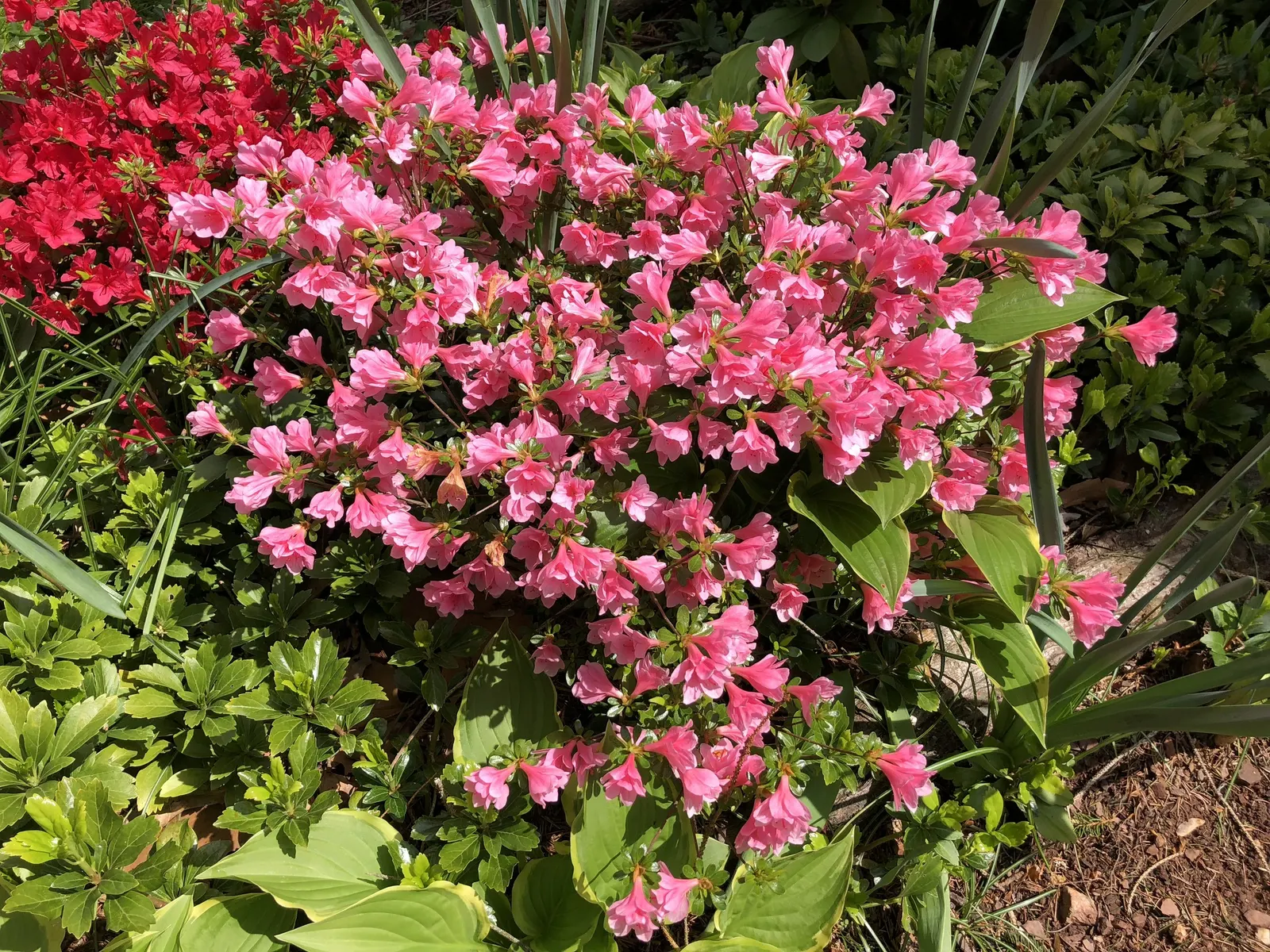 Red Lightning Alum Root (Heuchera 'Red Lightning') — Ideal for ground cover or edging, 'Red Lightning' offers vibrant contrast and texture to any garden design