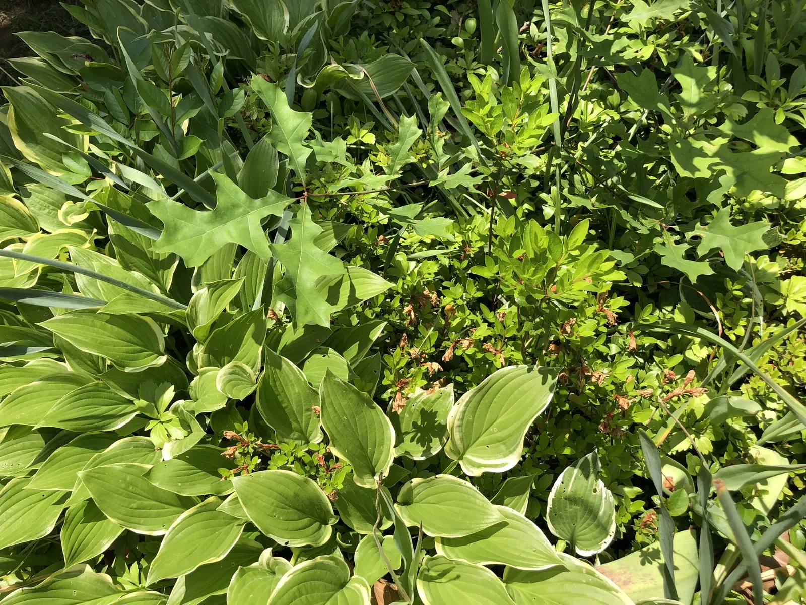 Red Lightning Alum Root (Heuchera 'Red Lightning') — Red Lightning thrives in garden conditions offering part to full shade; boasting airy white blooms on