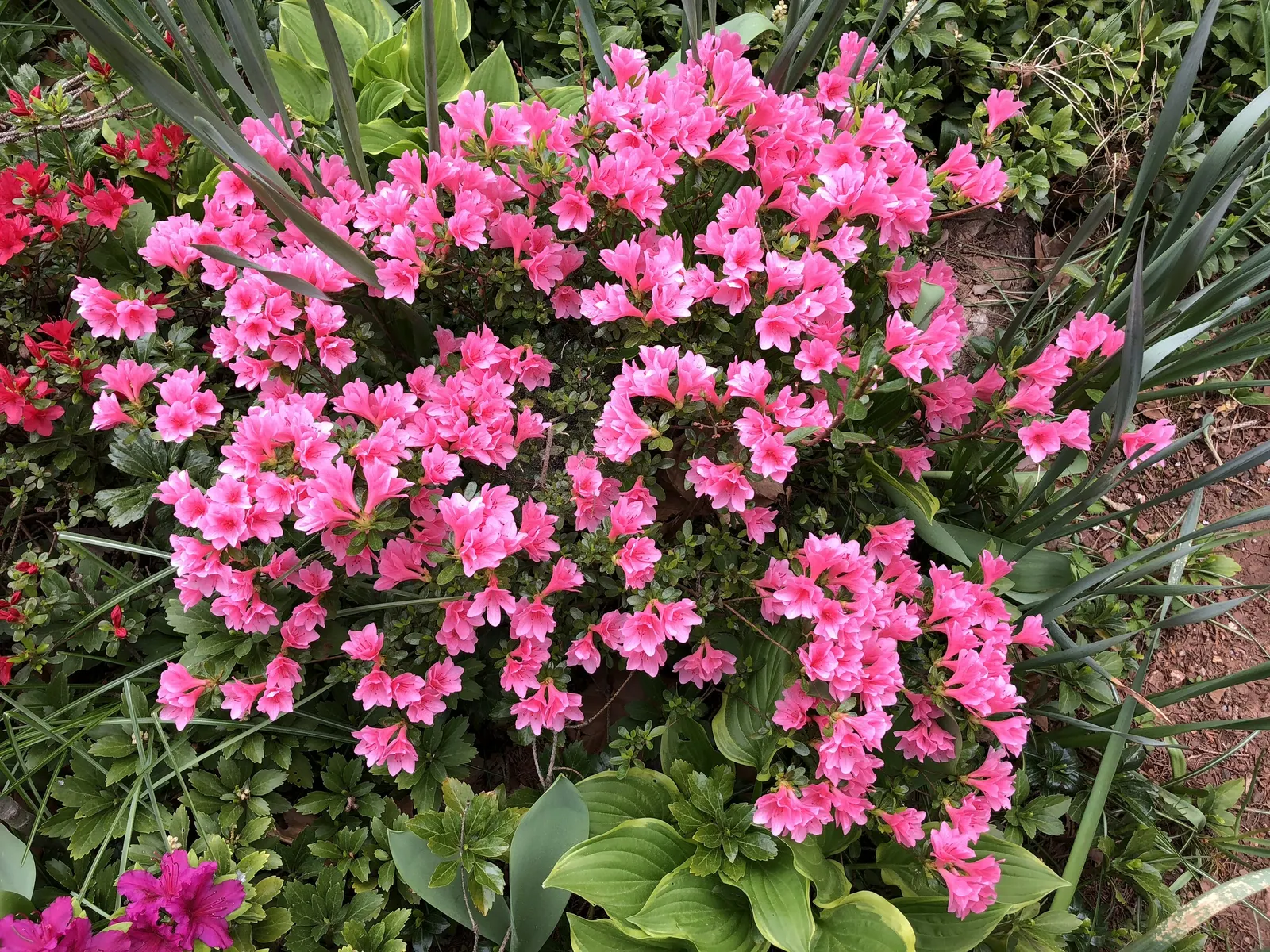 Red Lightning Alum Root (Heuchera 'Red Lightning') — though it can tolerate morning sun with adequate moisture.<br><br>The plant reaches a compact size