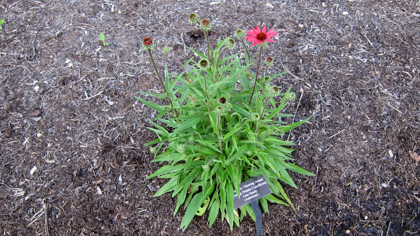 Glowing Dream Coneflower (Echinacea 'Glowing Dream') — This perennial stands at about 18-20 inches tall and spreads approximately 16-18 inches wide