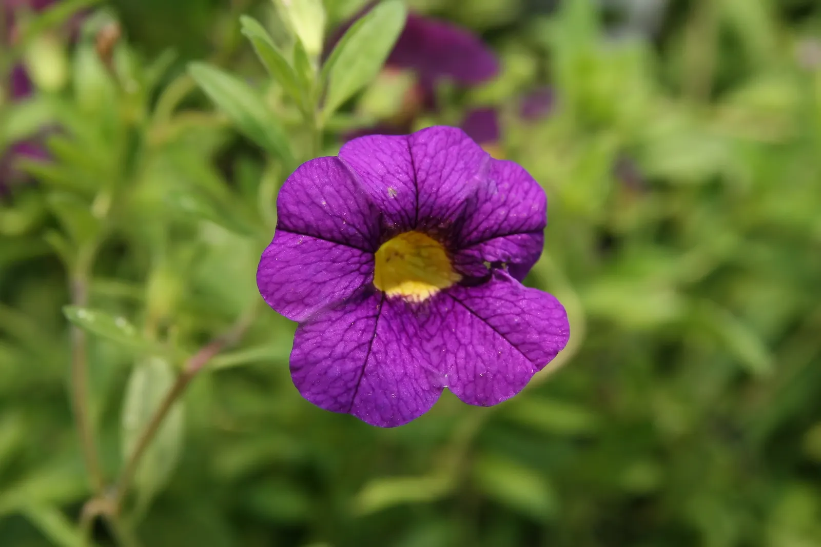 Blue Superbells (Calibrachoa 'Superbells Blue') — petunia-like flowers from spring to frost