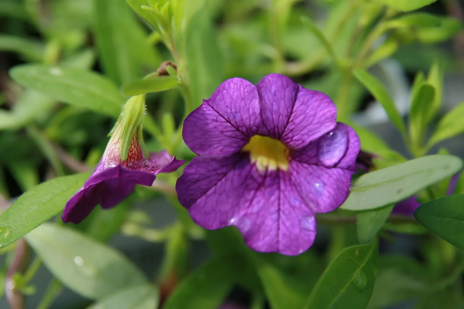 Blue Superbells (Calibrachoa 'Superbells Blue') — Blue Superbells (Calibrachoa 'Superbells Blue') grace gardens with cascades of vibrant blue
