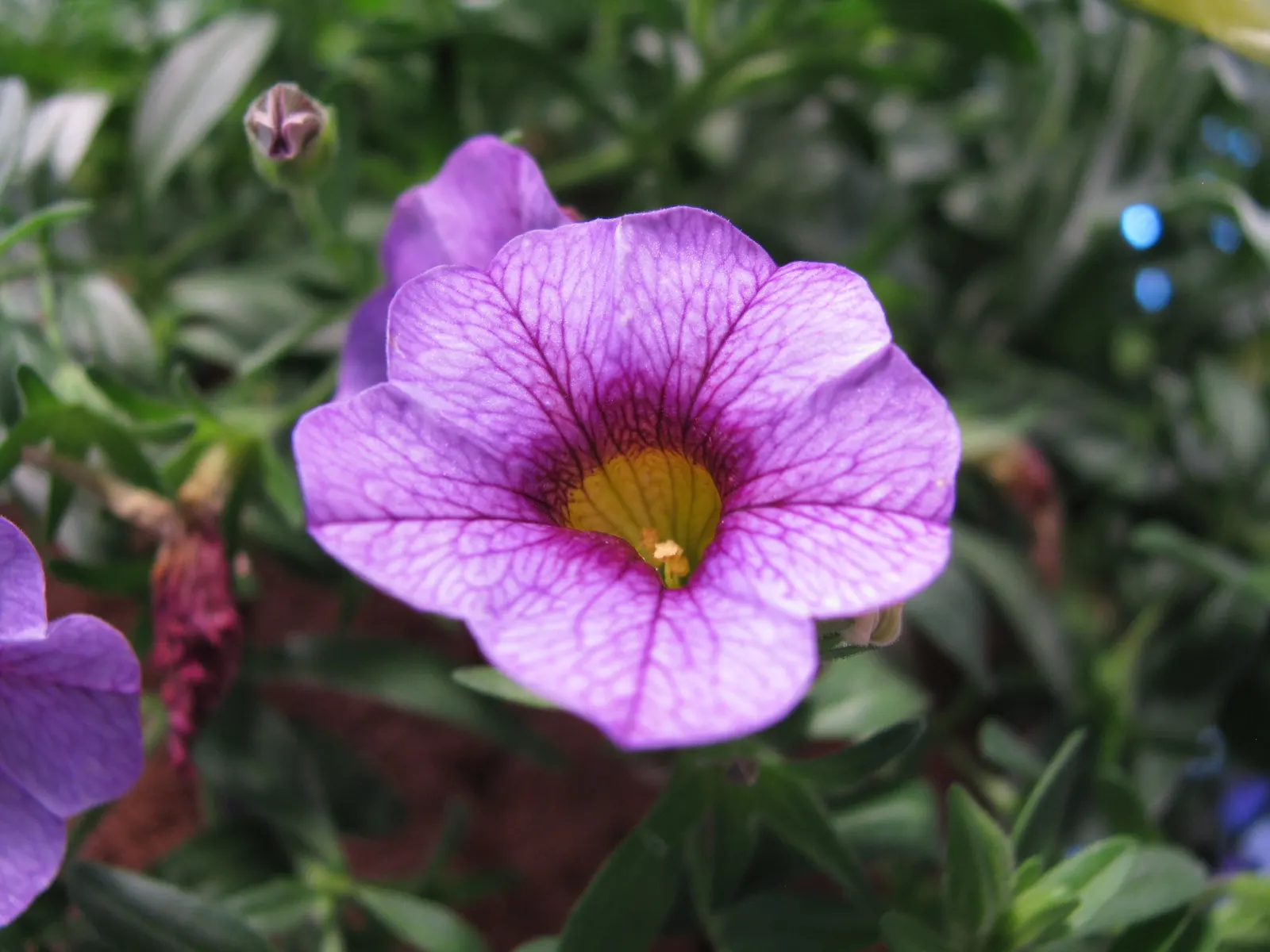 Blue Superbells (Calibrachoa 'Superbells Blue') — These prolific bloomers thrive in full sun to part shade and are ideal for hanging baskets and containers