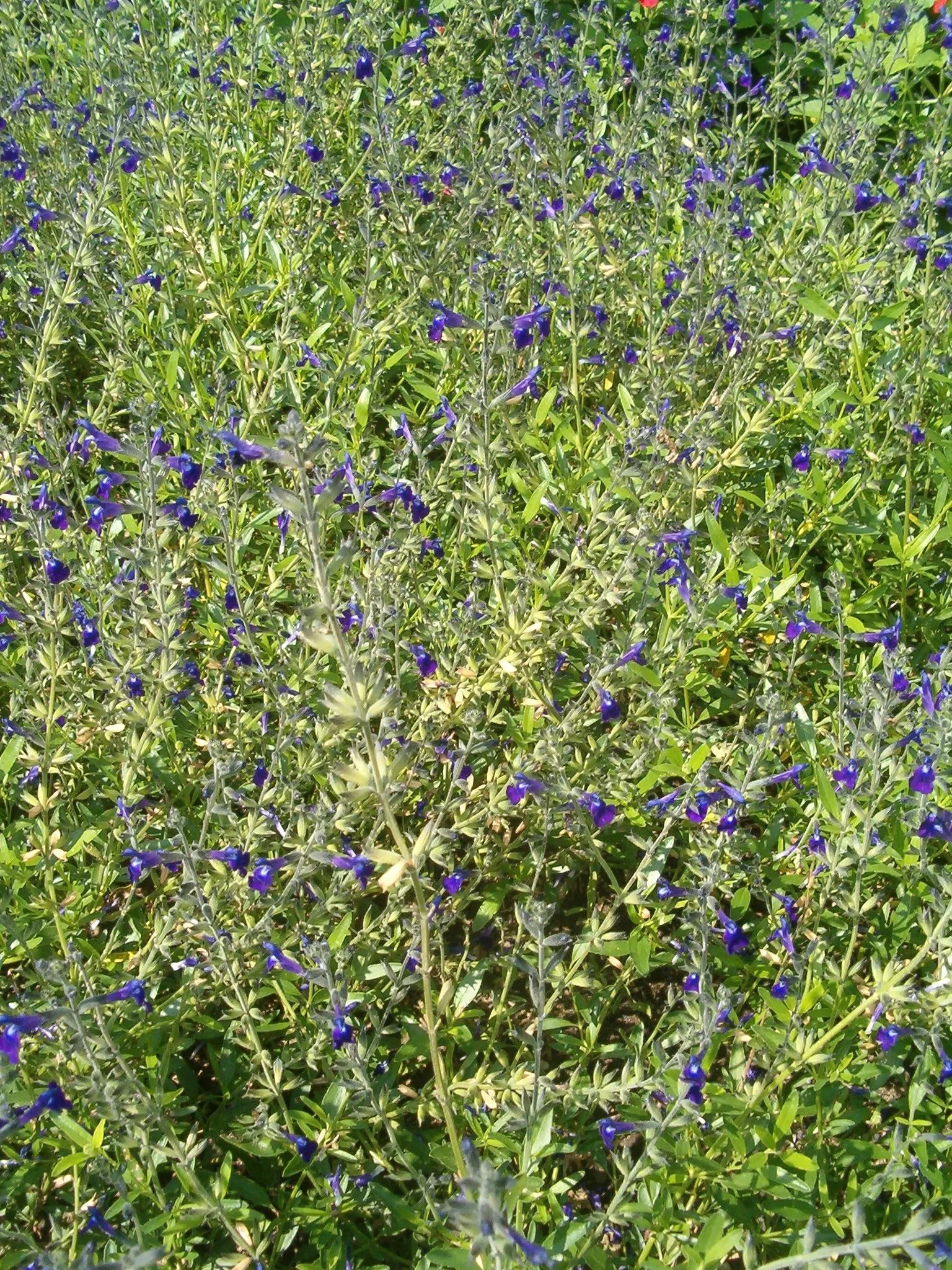 Saltillo Sage, Coahuila Sage (Salvia Coahuilensis) — drawing in pollinators like bees and hummingbirds