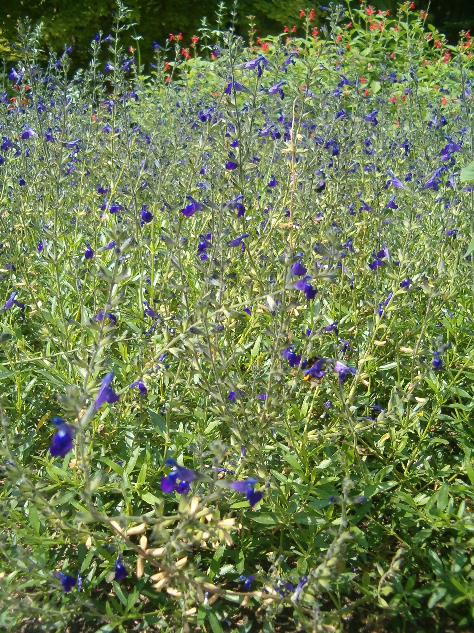 Saltillo Sage, Coahuila Sage (Salvia Coahuilensis) — it showcases spikes of blue to violet flowers