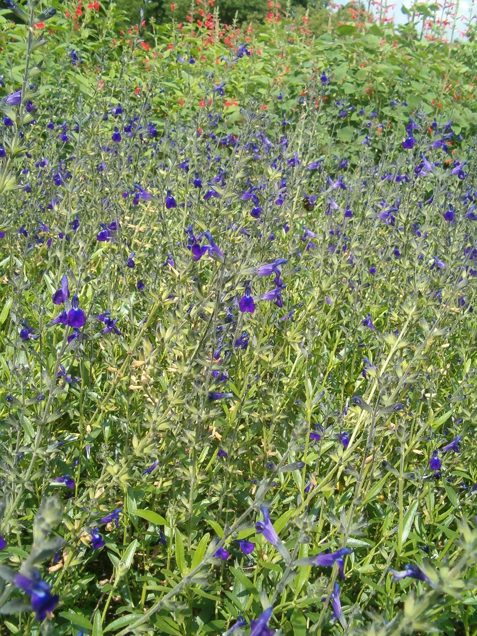 Saltillo Sage, Coahuila Sage (Salvia Coahuilensis) — Thriving in full sun, it's drought-tolerant once established, ideal for xeric gardens in USDA zones 7-10