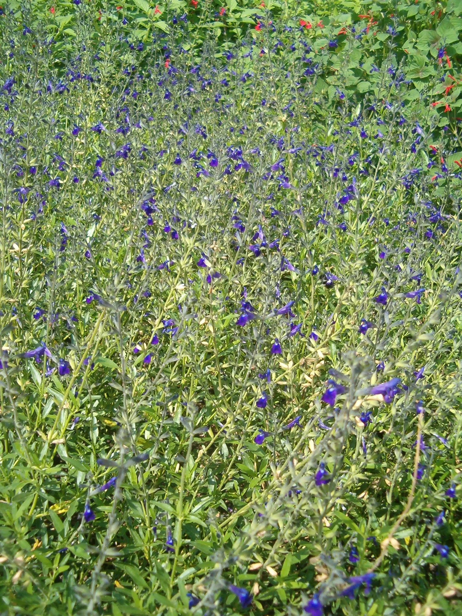 Saltillo Sage, Coahuila Sage (Salvia Coahuilensis) — featuring slender stems adorned with aromatic gray-green leaves