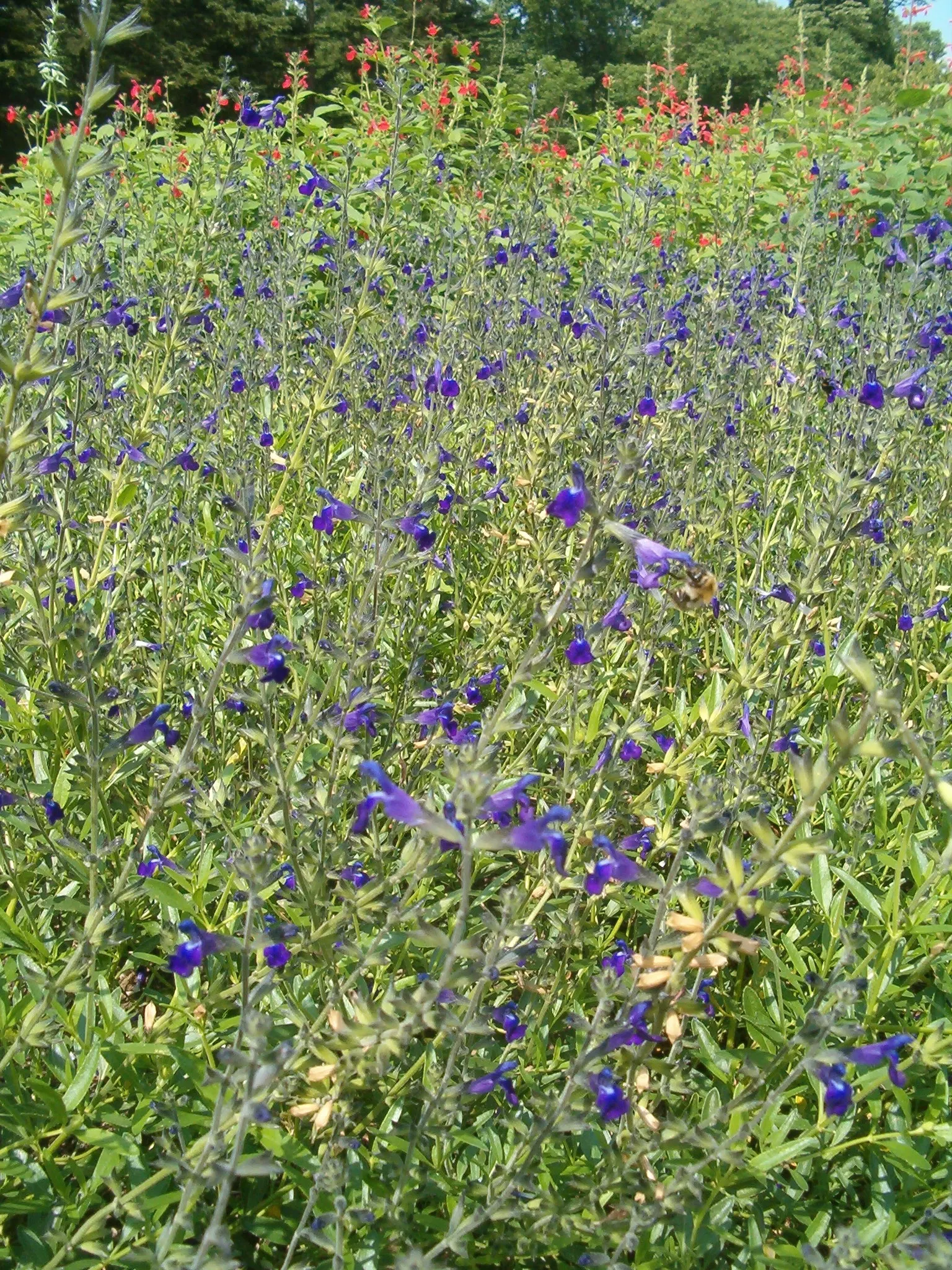 Saltillo Sage, Coahuila Sage (Salvia Coahuilensis) — Salvia coahuilensis, commonly known as Saltillo or Coahuila Sage, is a perennial hailing from Mexico
