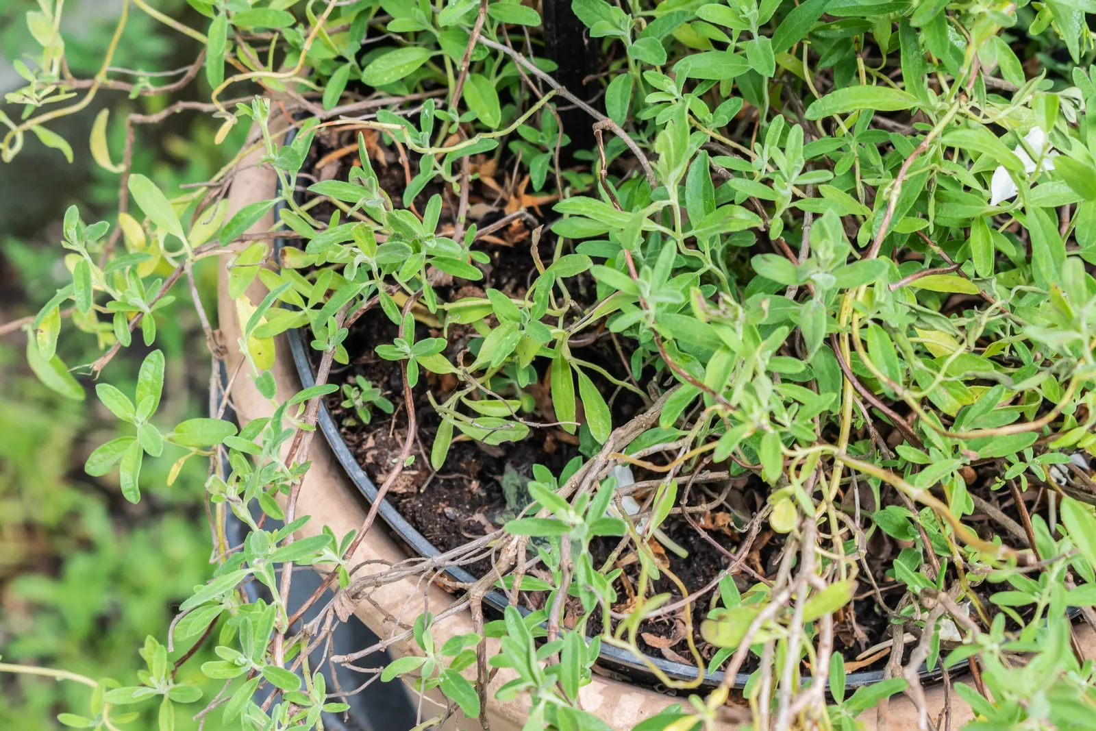 Saltillo Sage, Coahuila Sage (Salvia Coahuilensis) — commonly known as the Saltillo Sage or Coahuila Sage