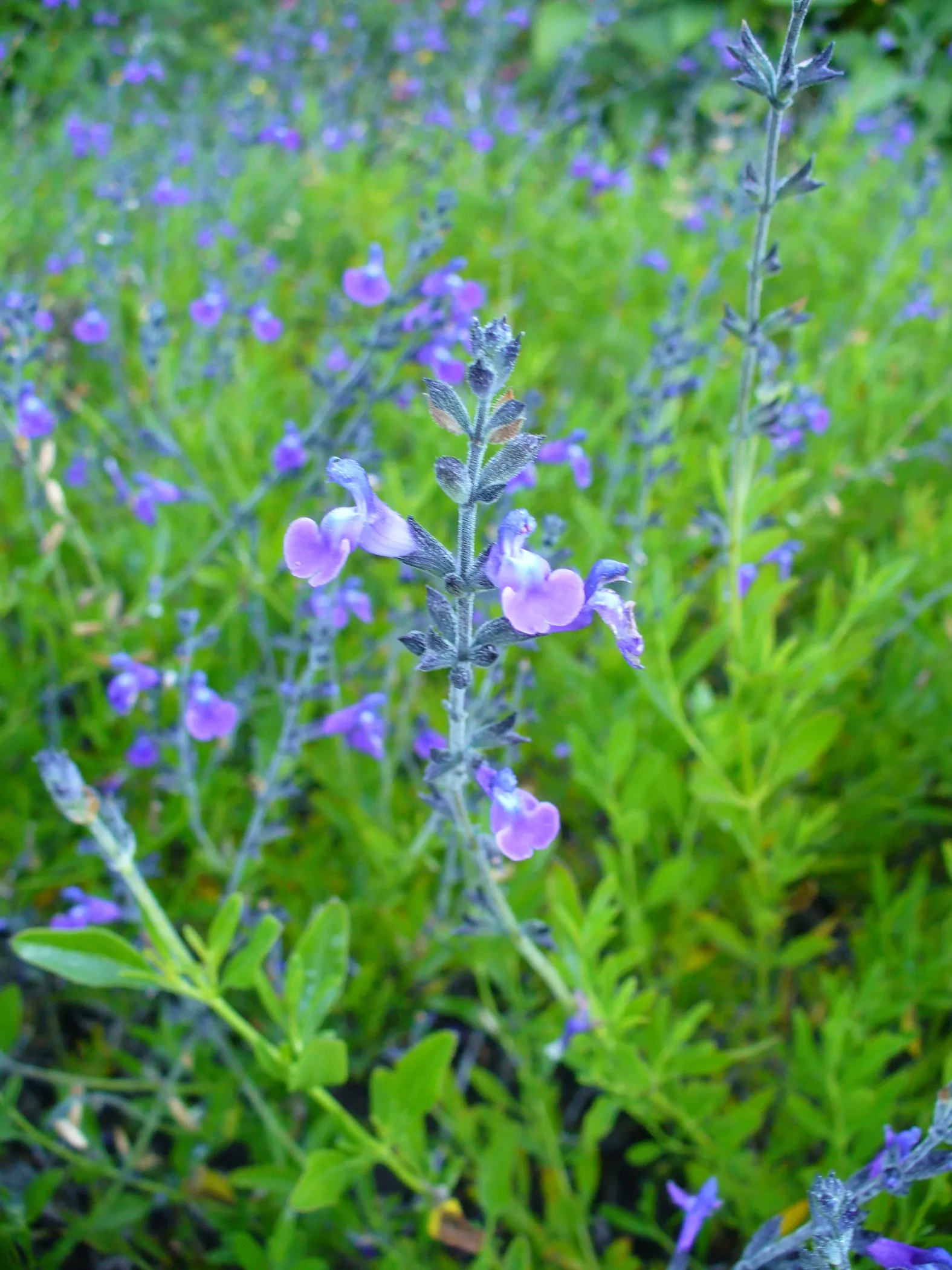 Saltillo Sage, Coahuila Sage (Salvia Coahuilensis) — This sage typically reaches 2 to 3 feet in height and spread