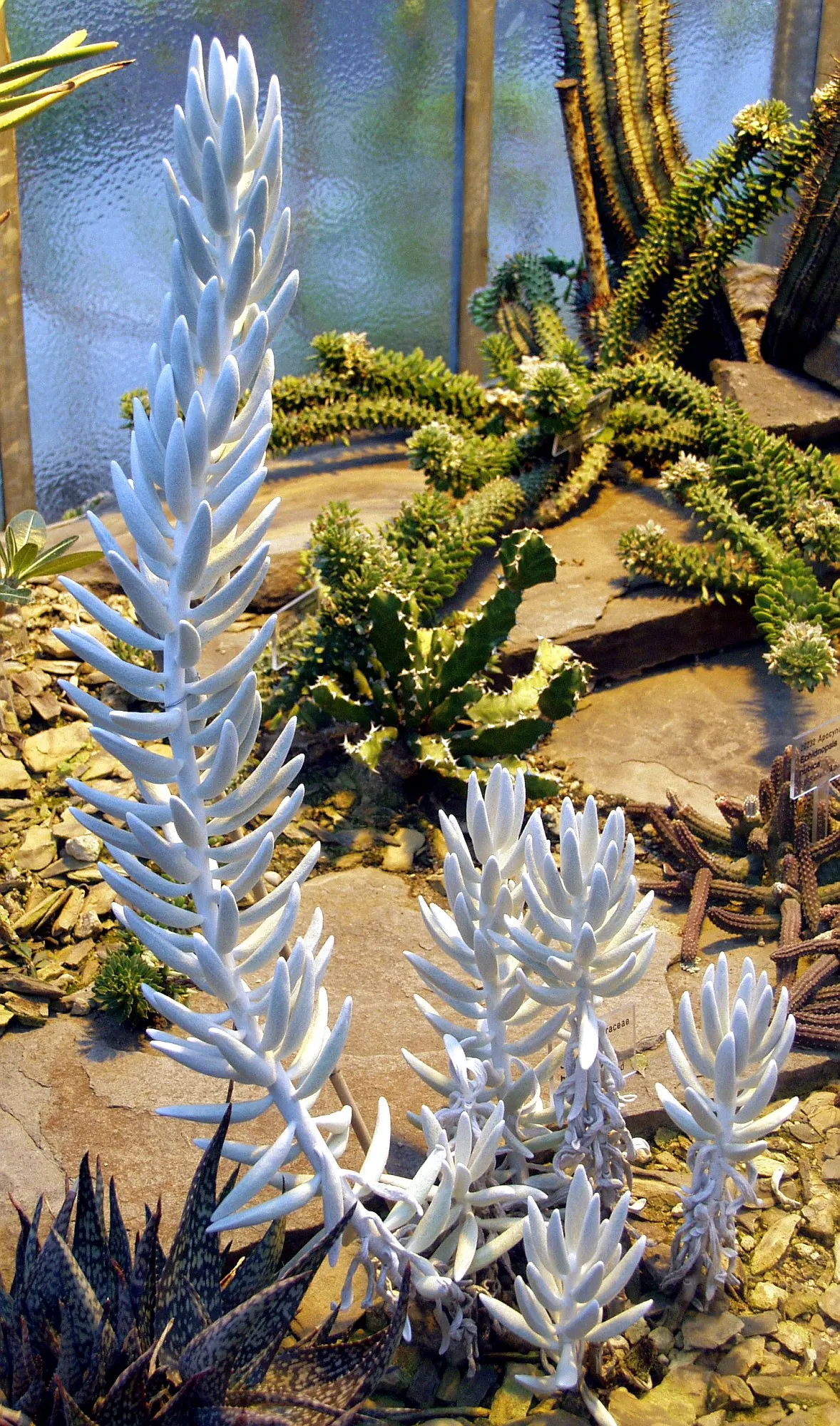 Cocoon Plant (Senecio Haworthii) — the Cocoon Plant grows to a modest height of about 6 to 8 inches and spreads approximately 4 to 6 inches wide; it offers
