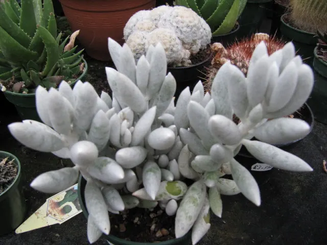 Cocoon Plant (Senecio Haworthii) — this evergreen perennial thrives in well-draining soil and full sun to partial shade