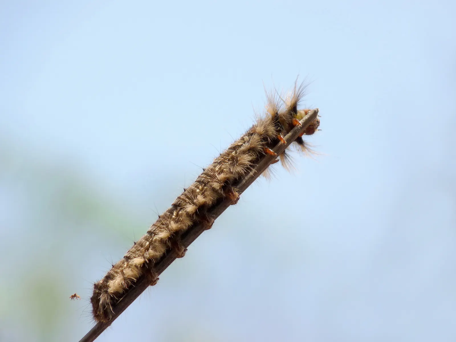 Cocoon Plant (Senecio Haworthii) — The Cocoon Plant or Senecio haworthii is a distinctive