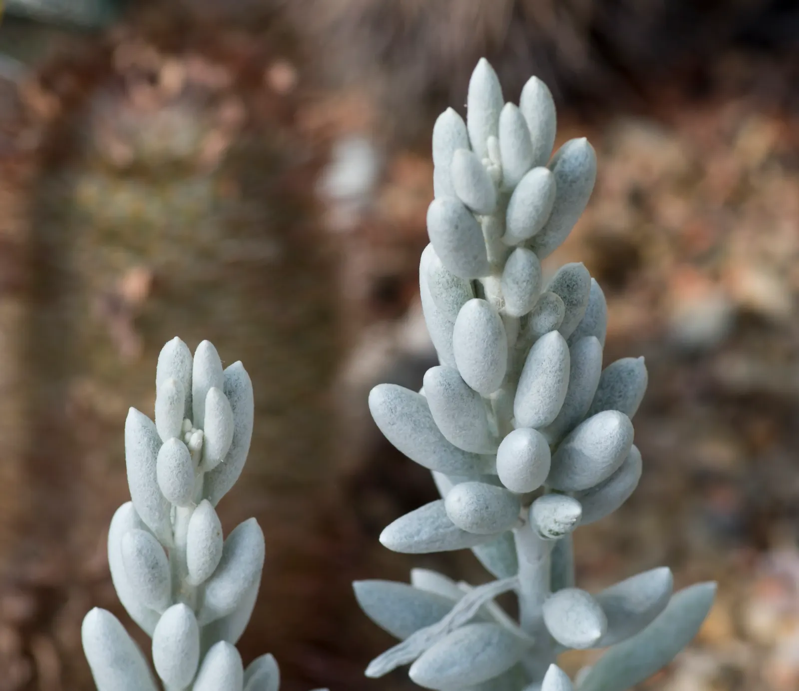 Cocoon Plant (Senecio Haworthii) — The Cocoon Plant or Senecio haworthii is a distinctive; this evergreen perennial thrives in well-draining soil and full sun
