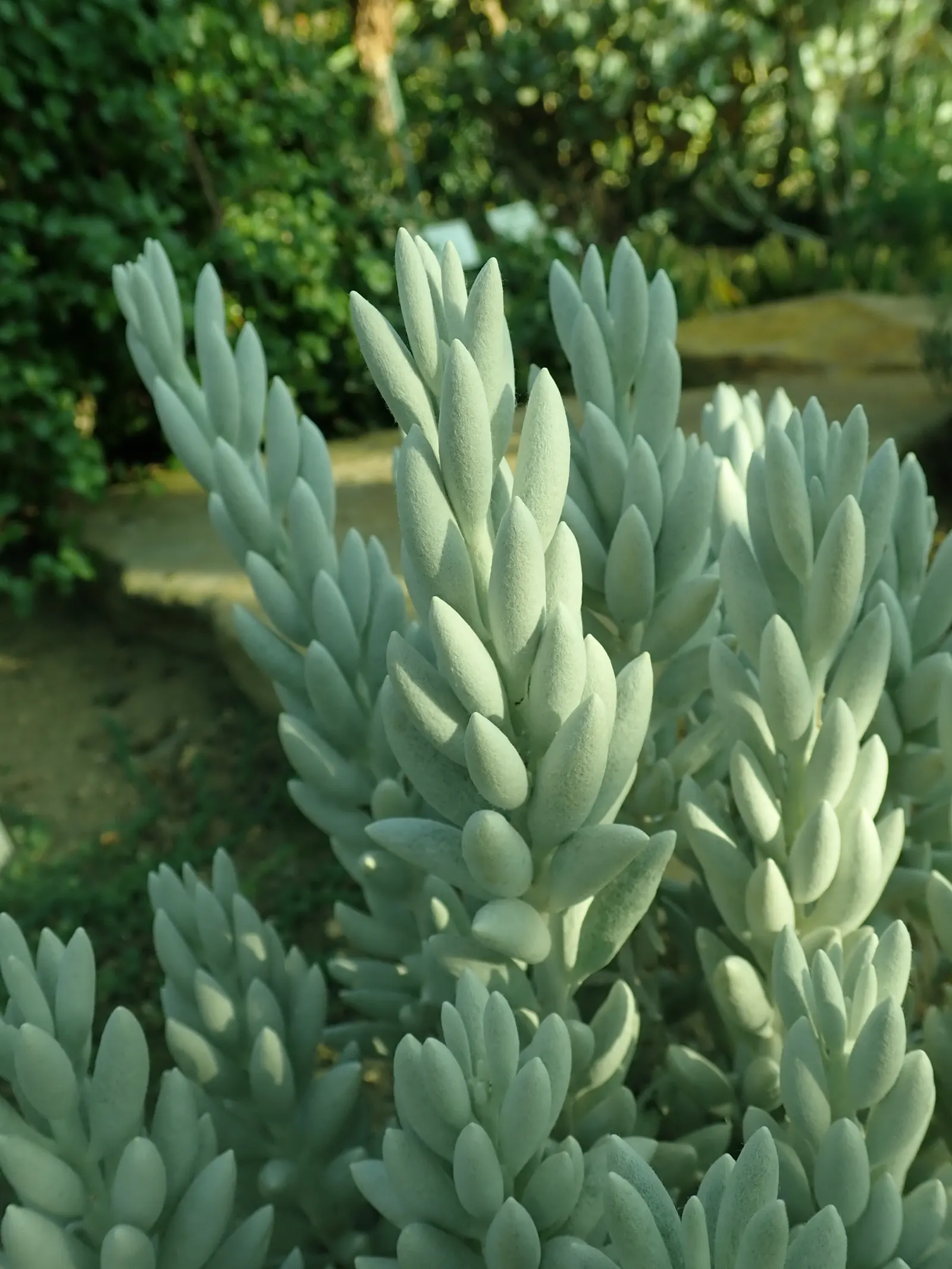 Cocoon Plant (Senecio Haworthii) — it offers year-round interest