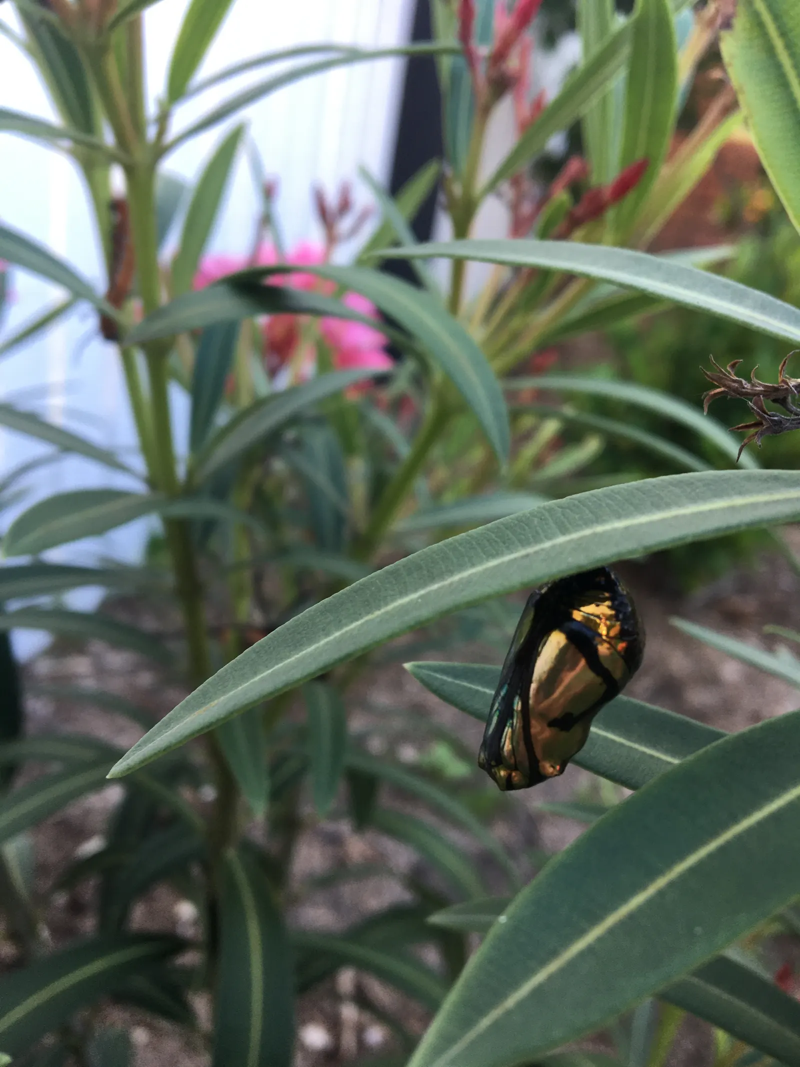 Cocoon Plant (Senecio Haworthii) — minimal water requirements