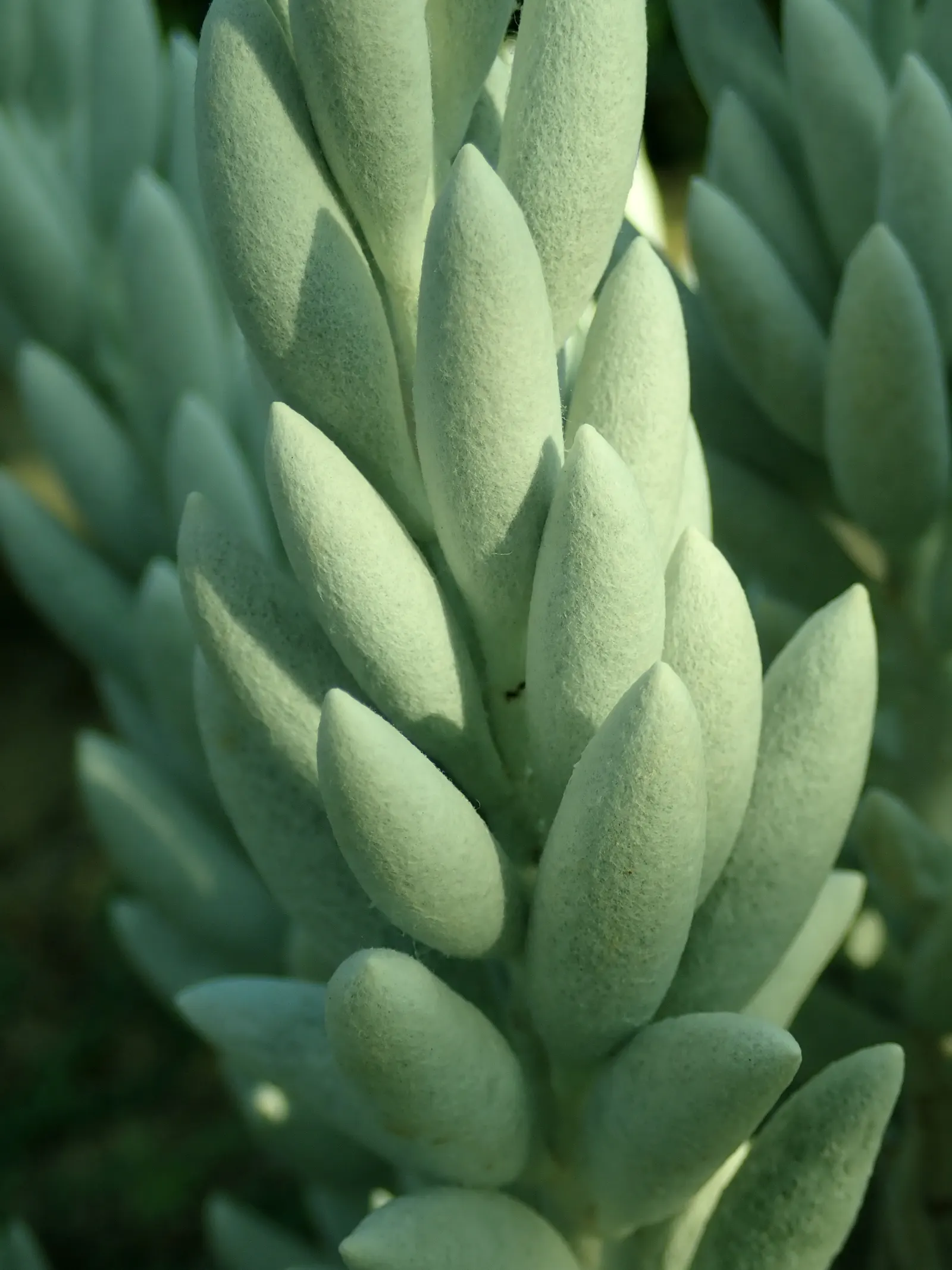 Cocoon Plant (Senecio Haworthii) — drought-tolerant succulent with striking cylindrical leaves wrapped in a fuzzy