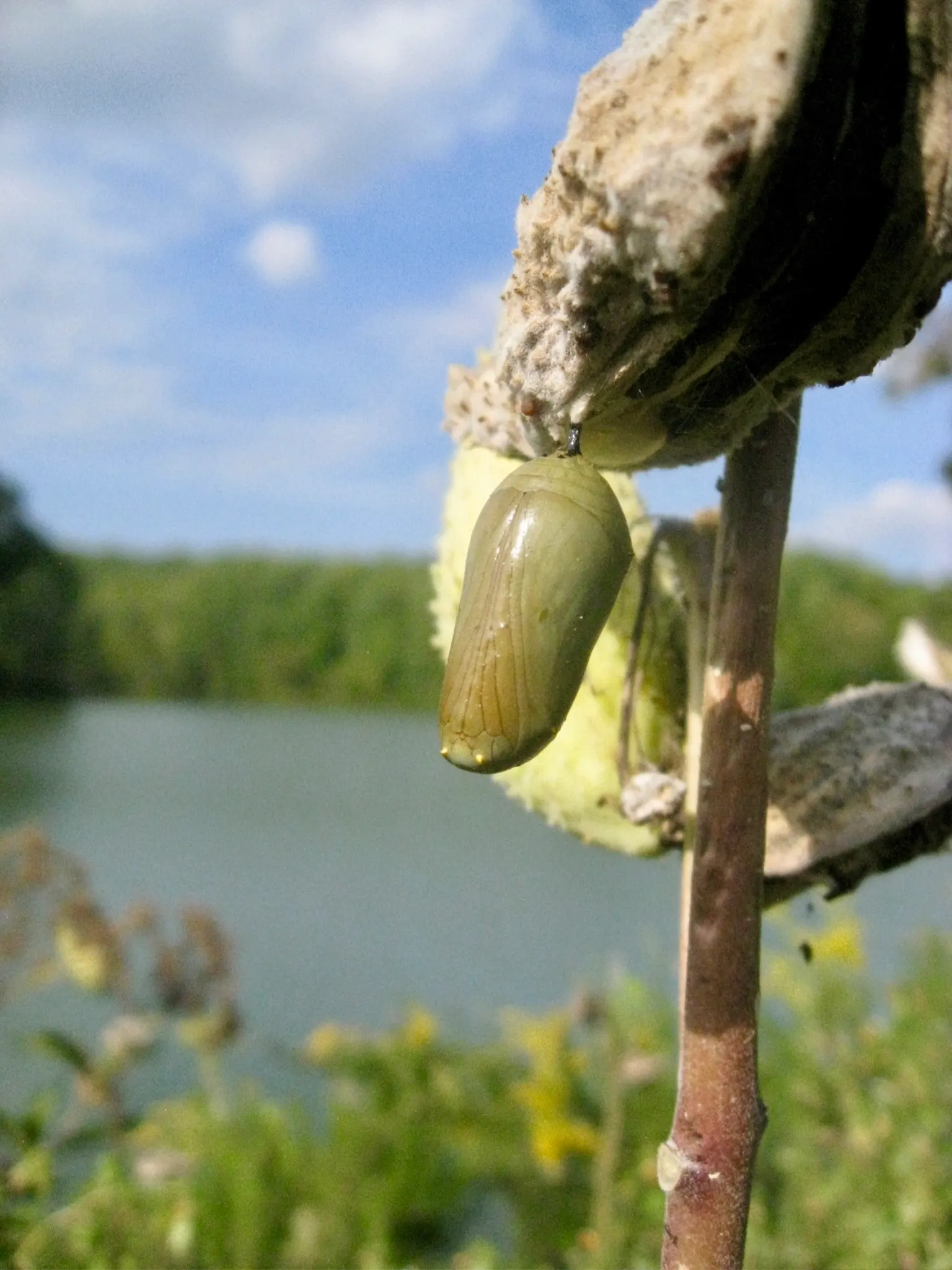 Cocoon Plant (Senecio Haworthii) — making it an excellent choice for rock gardens