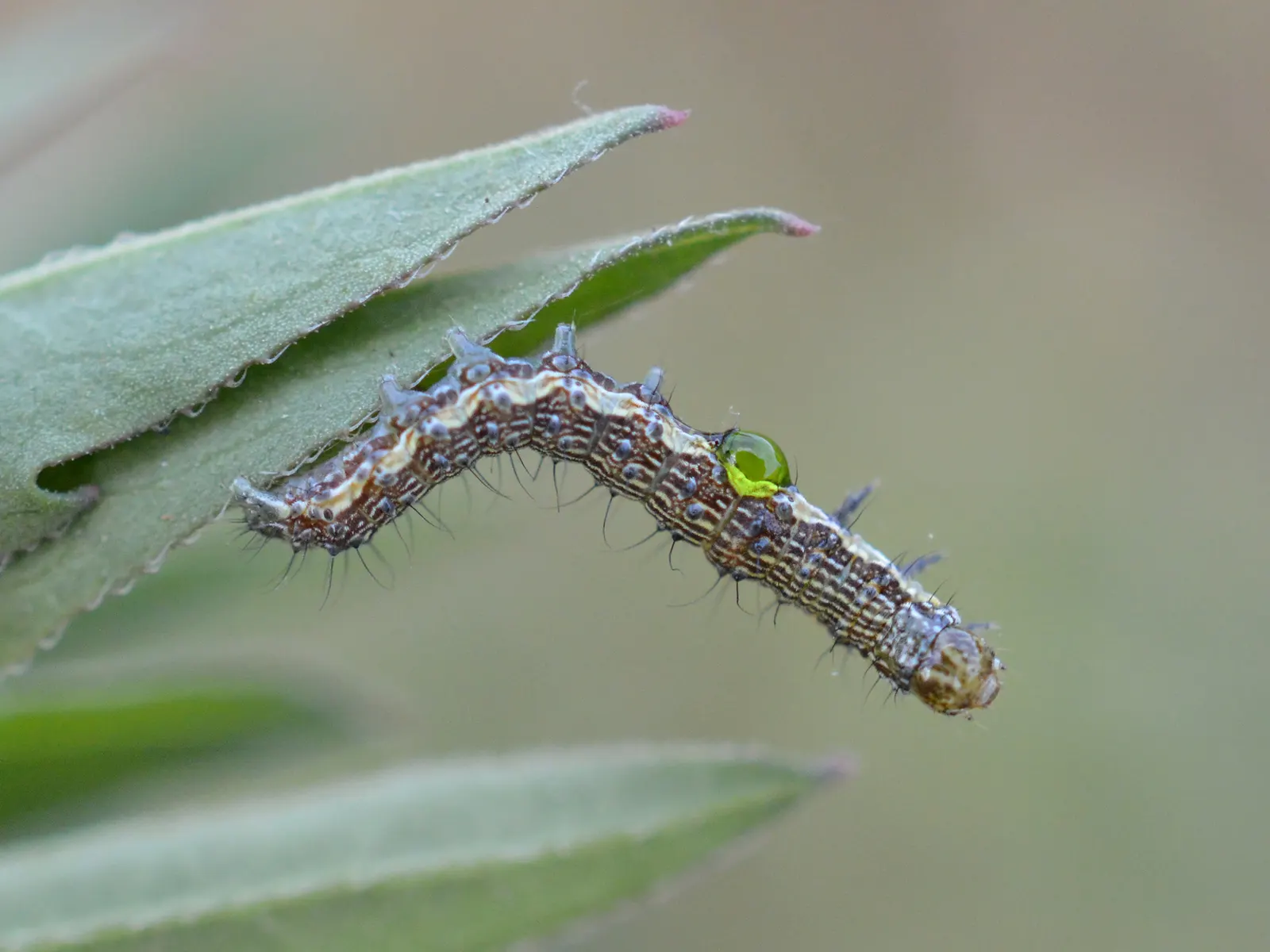 Cocoon Plant (Senecio Haworthii) — Native to the arid regions of South Africa; and under ideal conditions