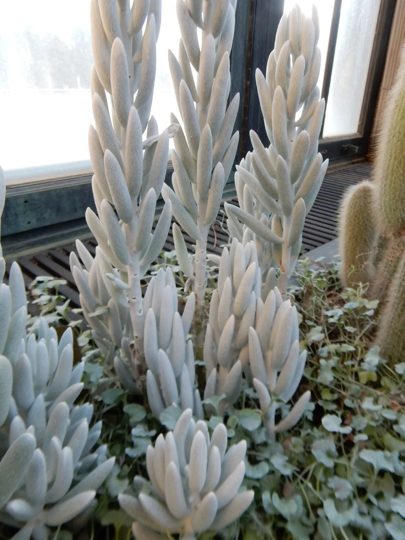 Cocoon Plant (Senecio Haworthii) — Feature it in rock gardens or as a potted specimen for a touch of unique texture