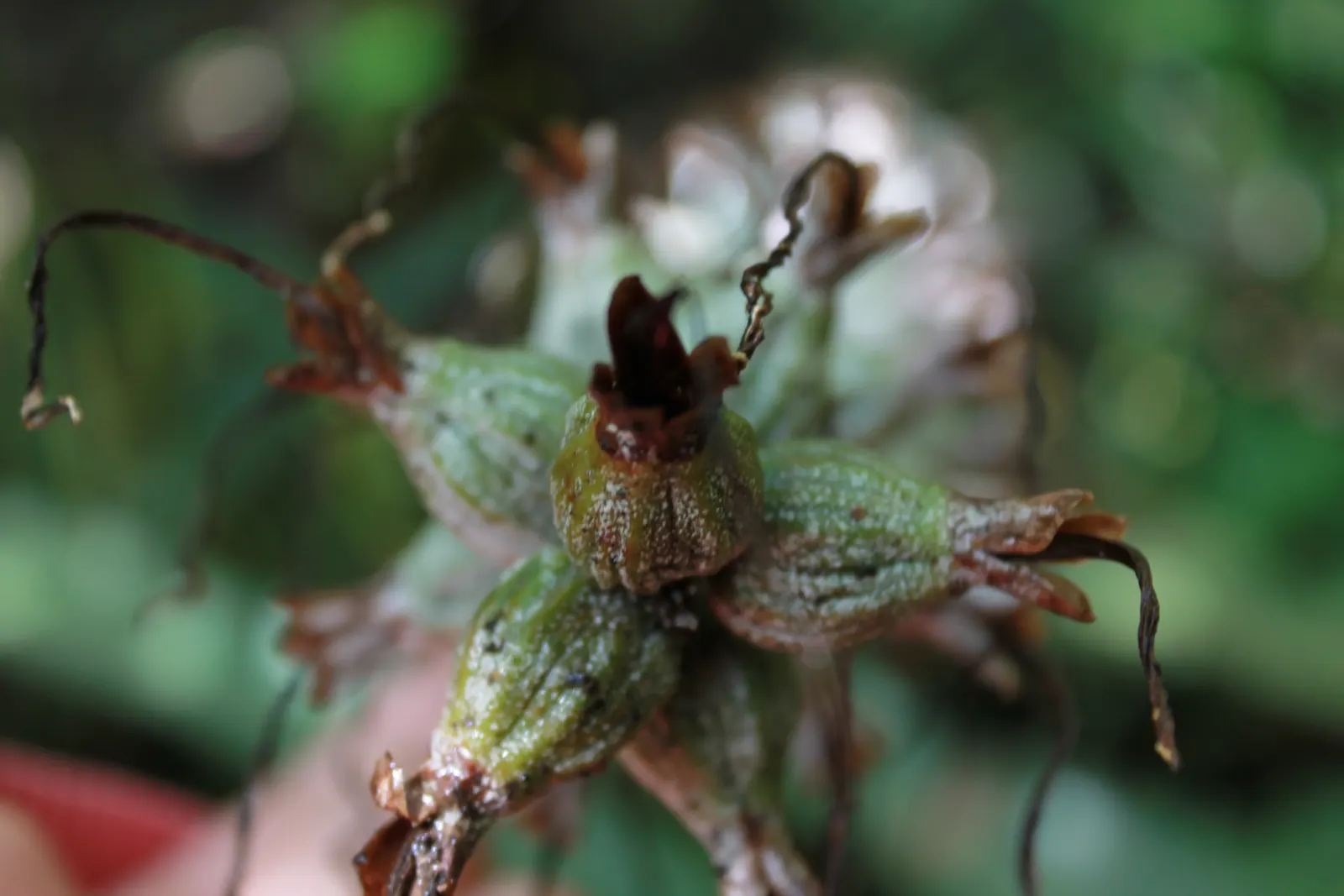 Cocoon Plant (Senecio Haworthii) — consider its preference for full sun exposure and well-drained soil - a must for preventing root rot; hardy in USDA zones