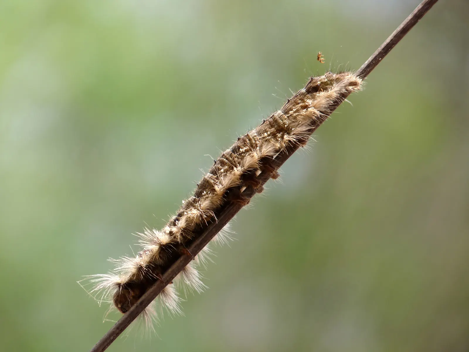 Cocoon Plant (Senecio Haworthii) — and as an intriguing container specimen