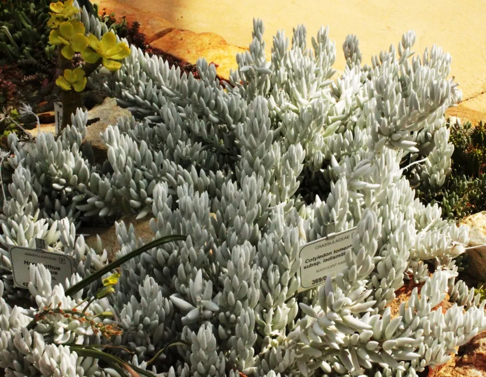 Cocoon Plant (Senecio Haworthii) — this perennial is particularly noted for its cylindrical leaves