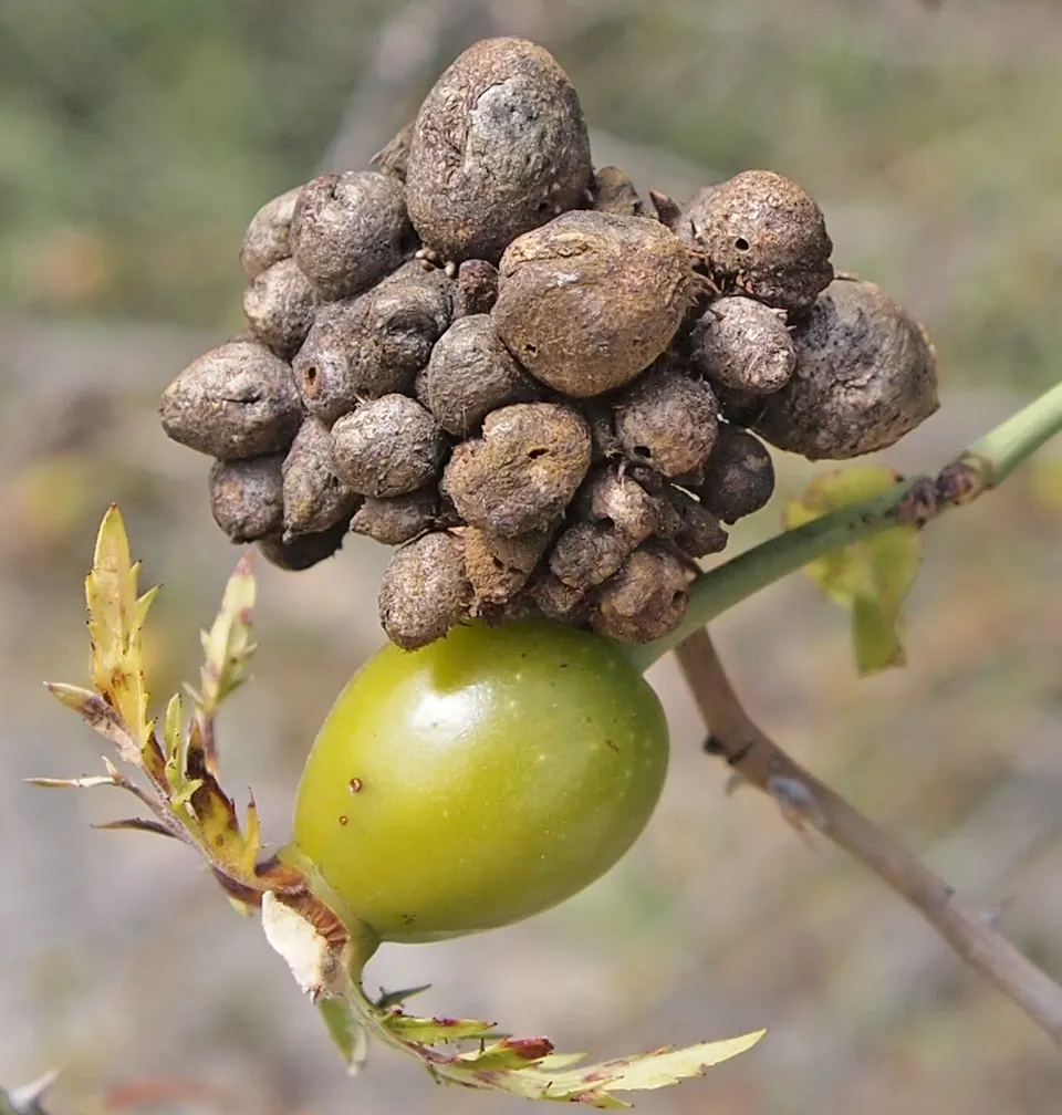 Cocoon Plant (Senecio Haworthii) — is a distinctive succulent that brings a touch of rare beauty to any landscape