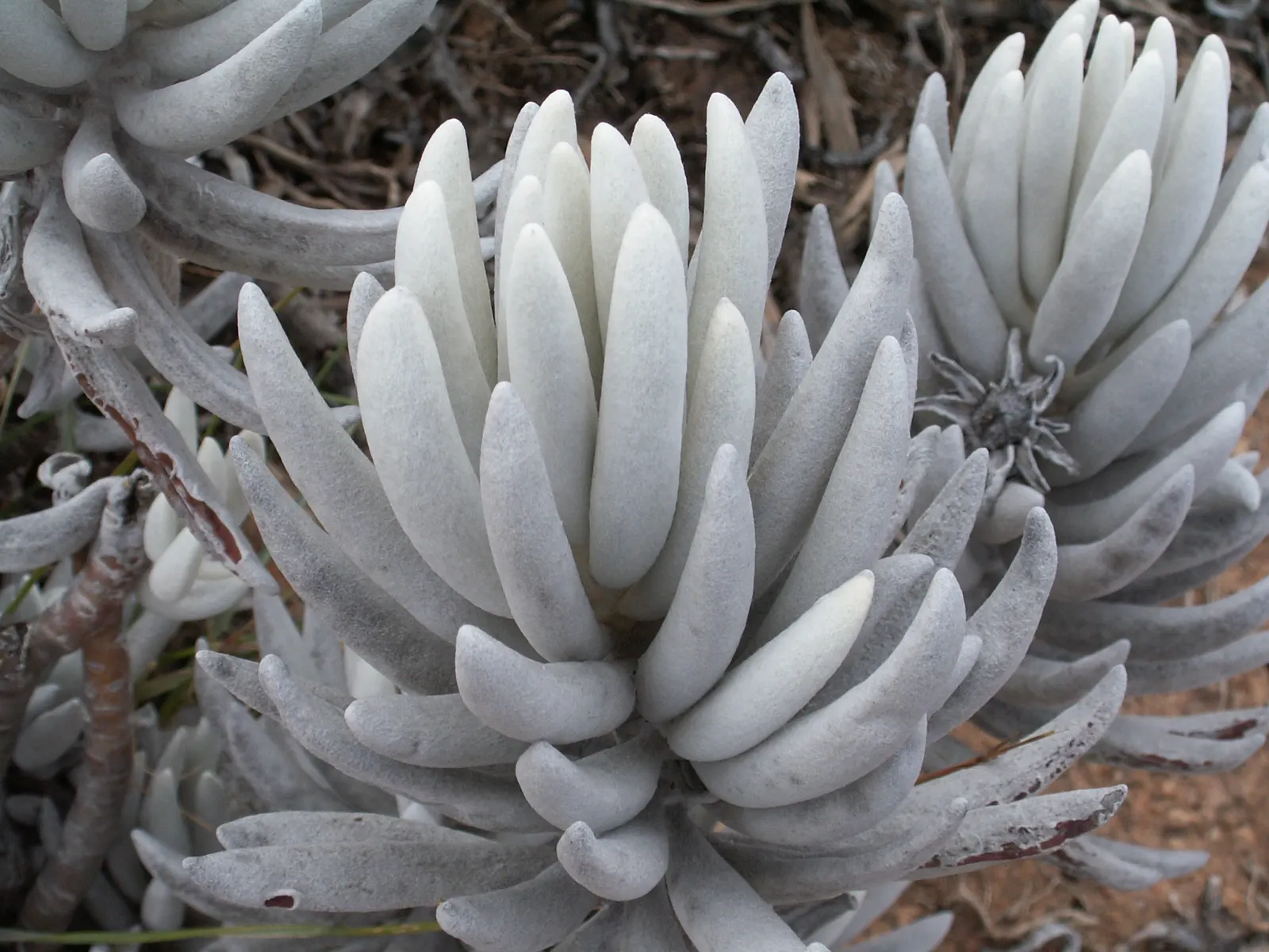 Cocoon Plant (Senecio Haworthii) — which are covered in a velvety white felt; is a distinctive succulent that brings a touch of rare beauty to any landscape