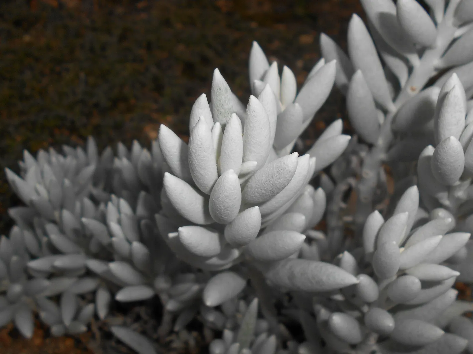 Cocoon Plant (Senecio Haworthii) — Typically reaching 6 inches in height; emphasize its sculptural form