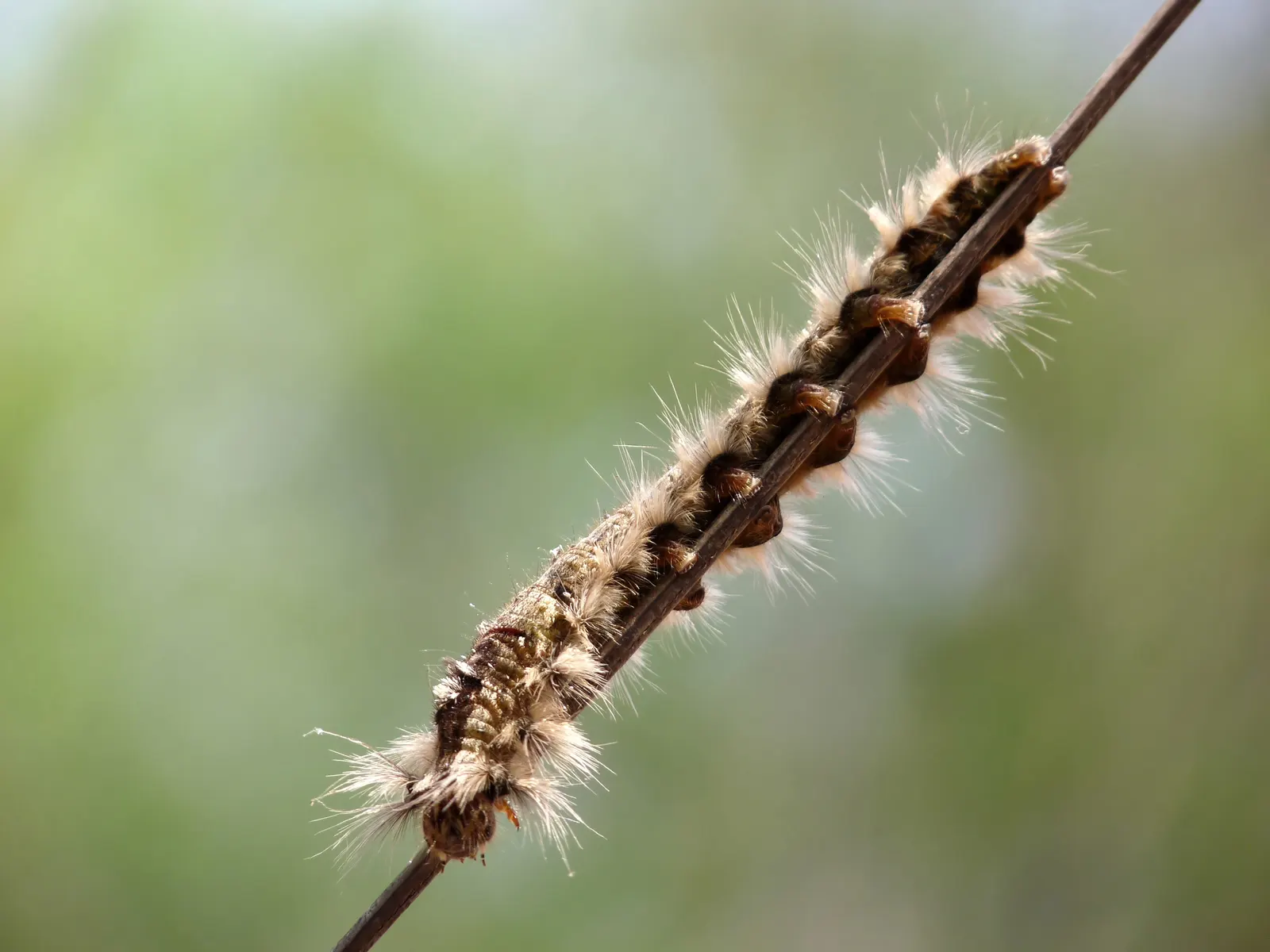 Cocoon Plant (Senecio Haworthii) — consider its preference for full sun exposure and well-drained soil - a must for preventing root rot