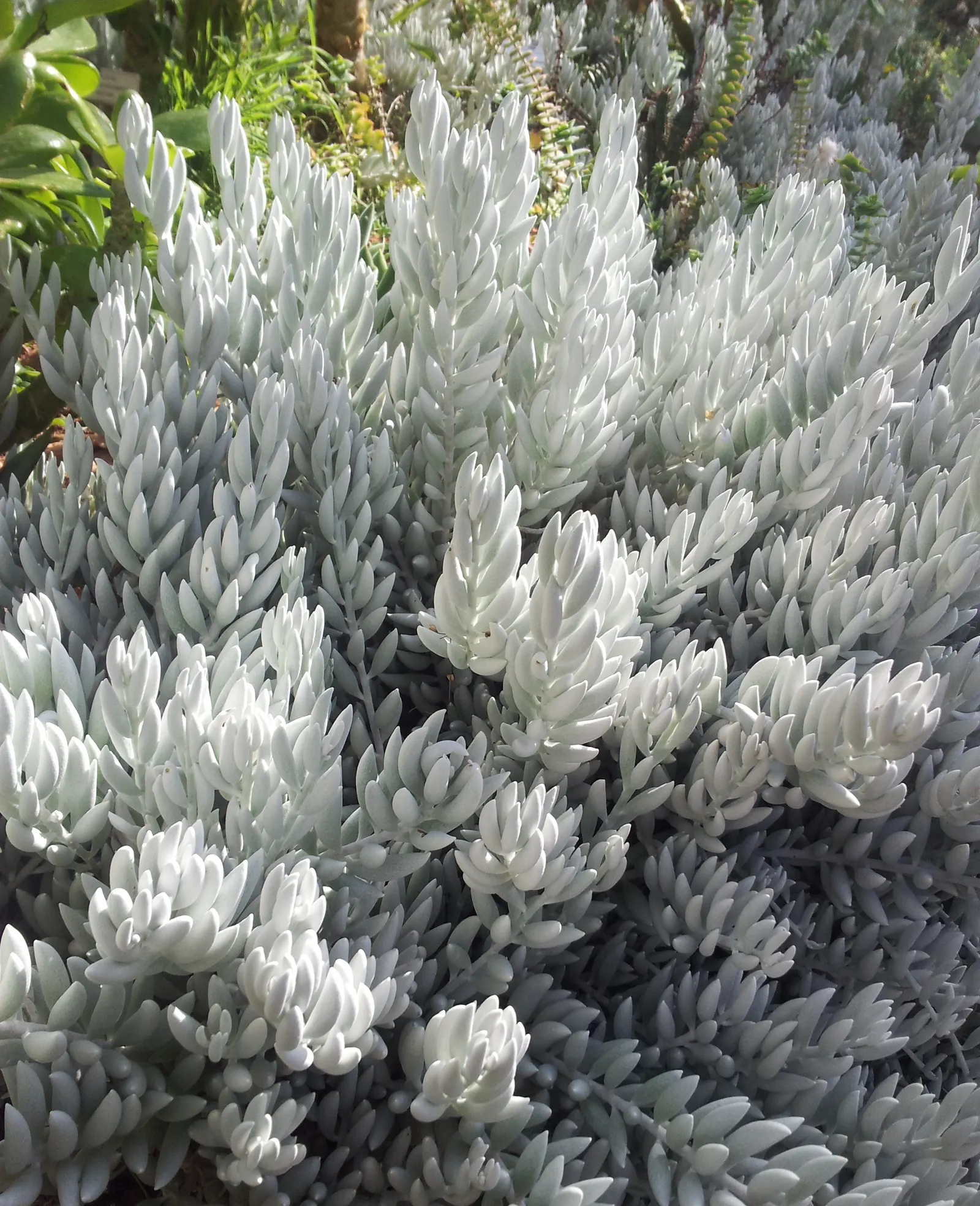 Cocoon Plant (Senecio Haworthii) — Hardy in USDA zones 10-11, the Cocoon Plant is a low-maintenance choice
