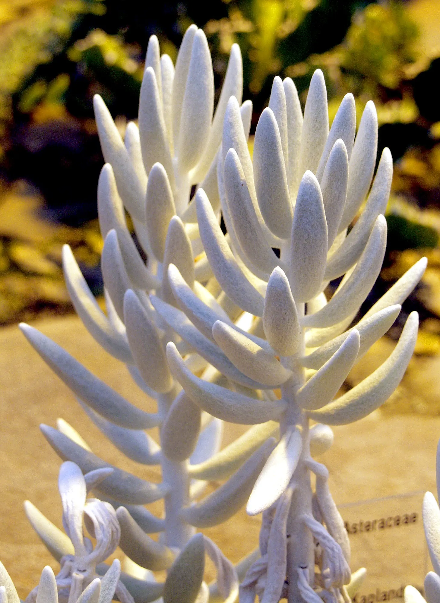 Cocoon Plant (Senecio Haworthii) — and under ideal conditions; it is a compelling addition to landscapes seeking a modern, xeriscape, or exotic aesthetic