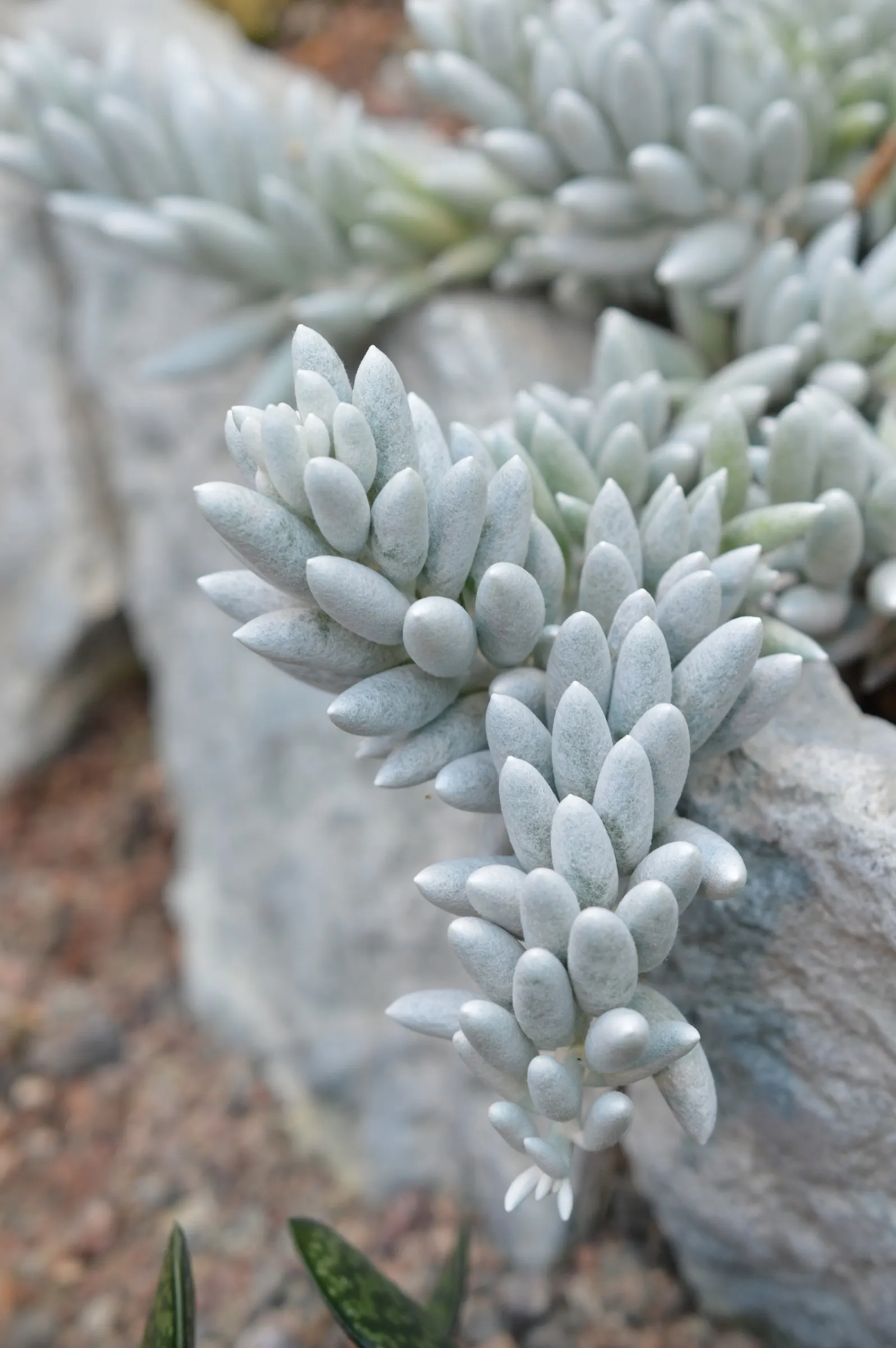 Cocoon Plant (Senecio Haworthii) — emphasize its sculptural form; making it an excellent choice for rock gardens