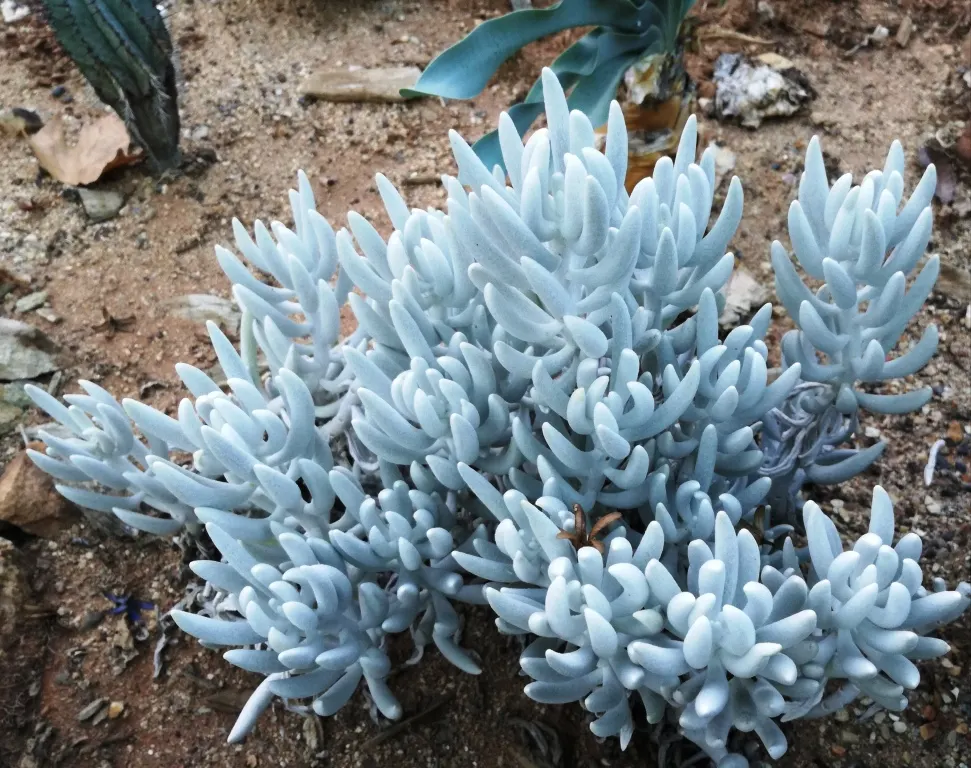 Cocoon Plant (Senecio Haworthii) — It is a compelling addition to landscapes seeking a modern, xeriscape, or exotic aesthetic