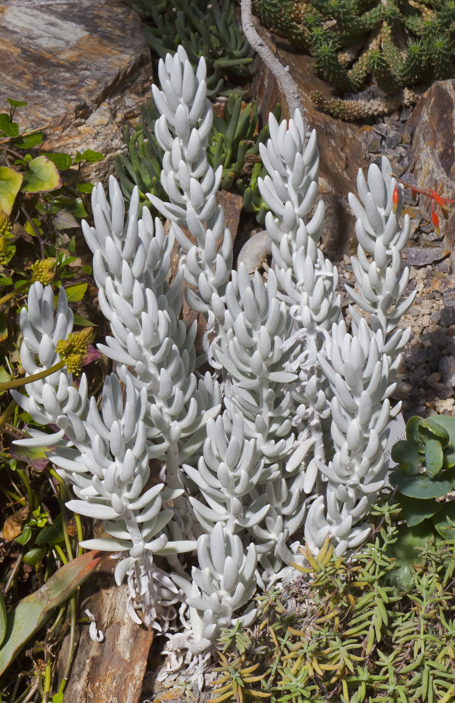 Cocoon Plant (Senecio Haworthii) — Hardy in USDA zones 10-11, the Cocoon Plant is a low-maintenance choice; consider its preference for full sun exposure and