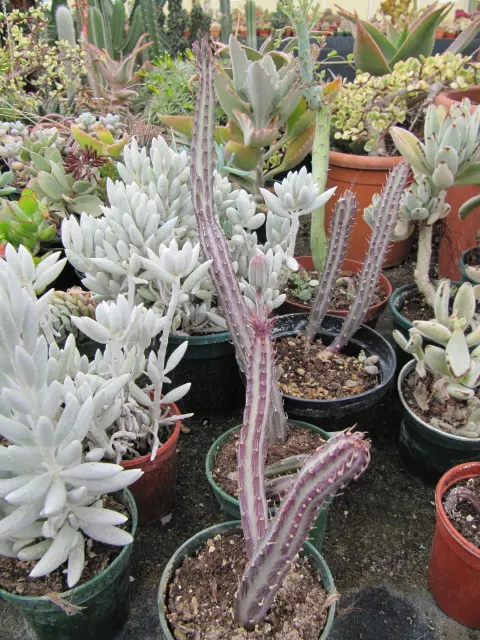 Cocoon Plant (Senecio Haworthii) — this perennial is particularly noted for its cylindrical leaves; the Cocoon Plant or Senecio haworthii is a distinctive