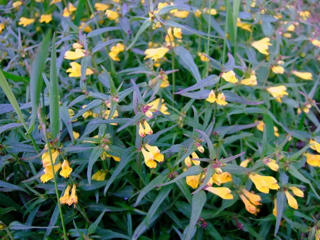 Cocoon Plant (Senecio Haworthii) — Feature it in rock gardens or as a potted specimen for a touch of unique texture; this perennial is particularly noted for
