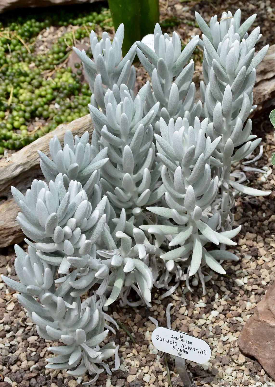Cocoon Plant (Senecio Haworthii) — making it an excellent choice for rock gardens; ground cover / succulent for full or half or shade