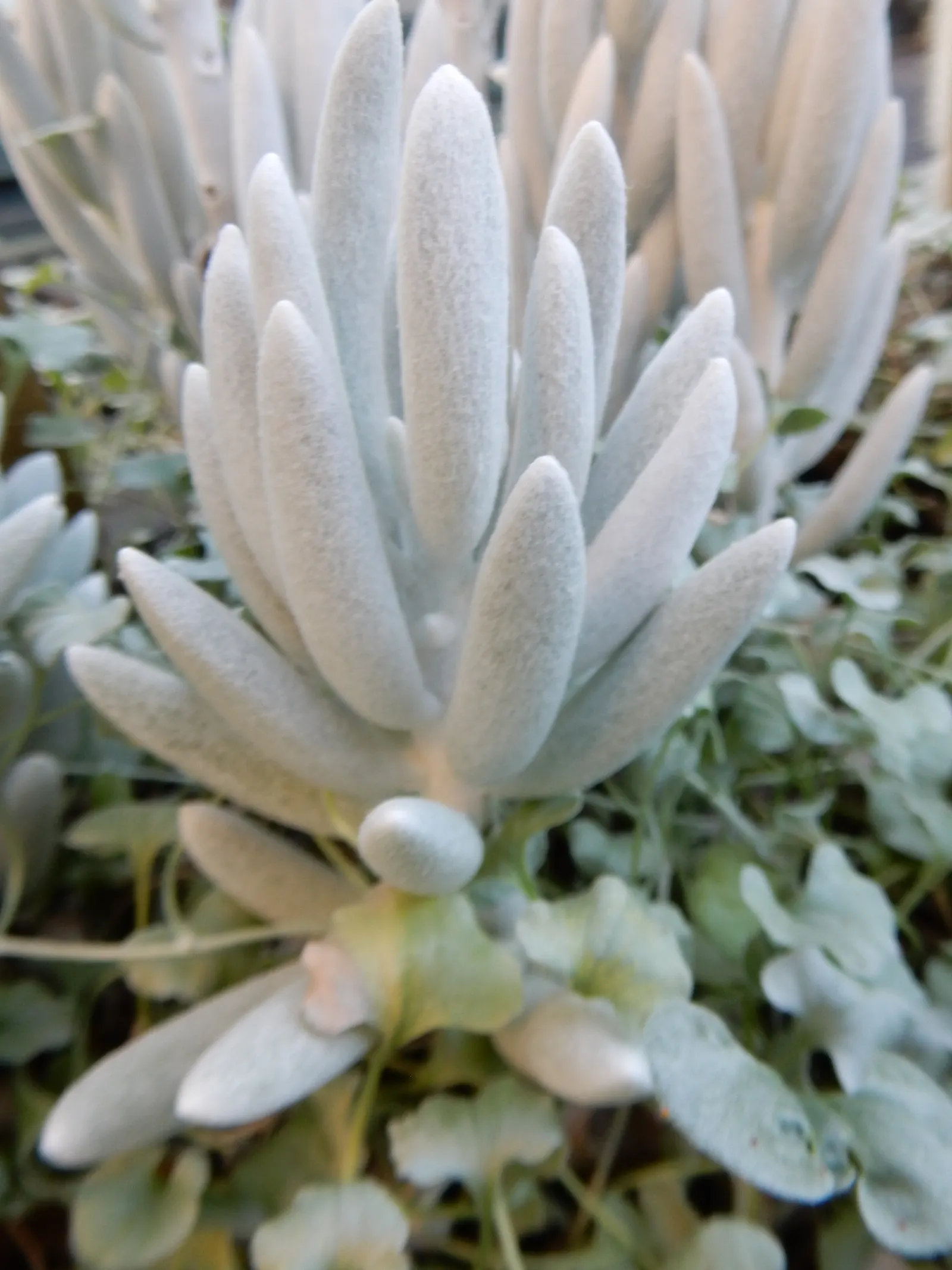 Cocoon Plant (Senecio Haworthii) — Typically reaching 6 inches in height