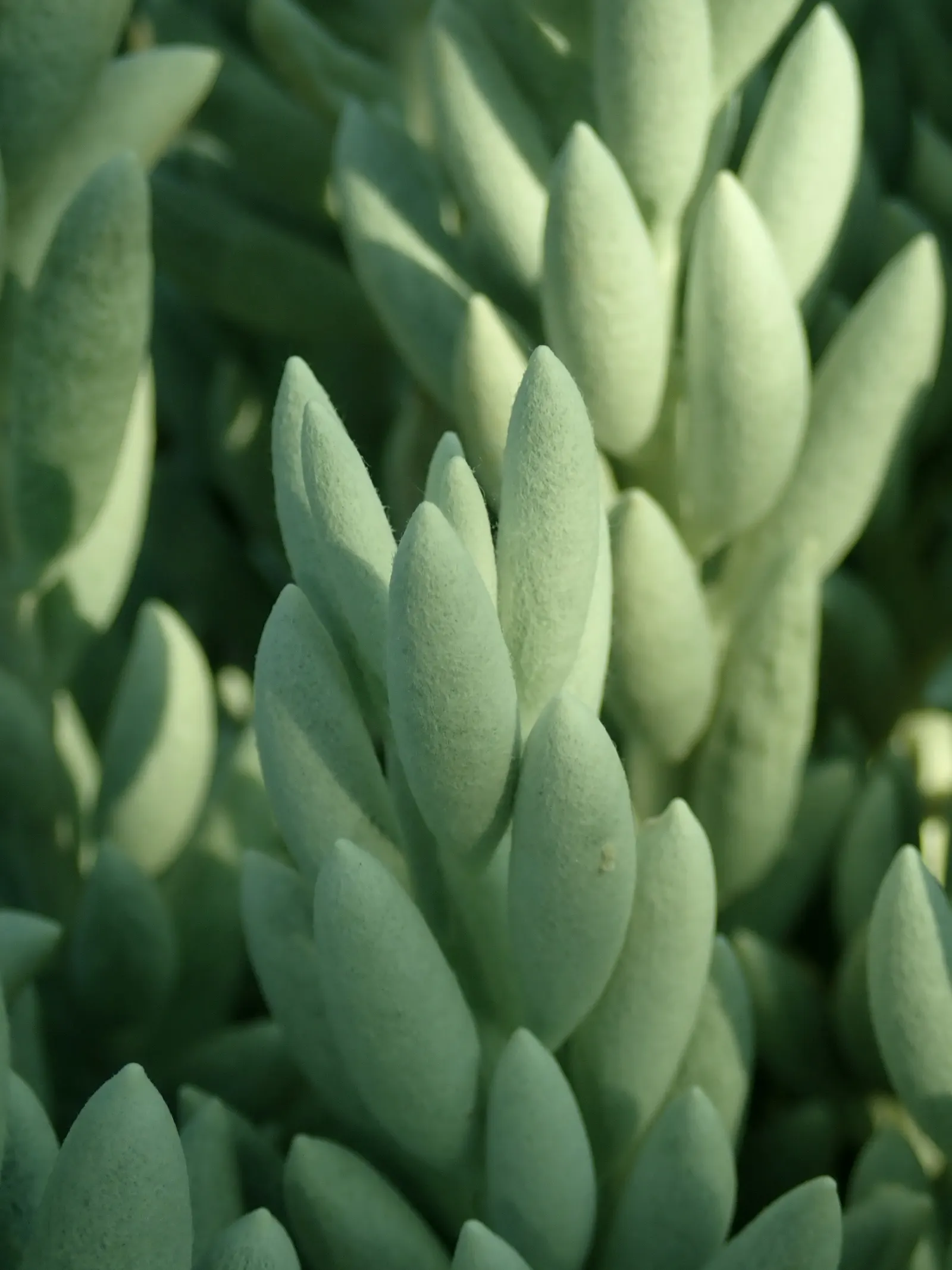 Cocoon Plant (Senecio Haworthii) — emphasize its sculptural form